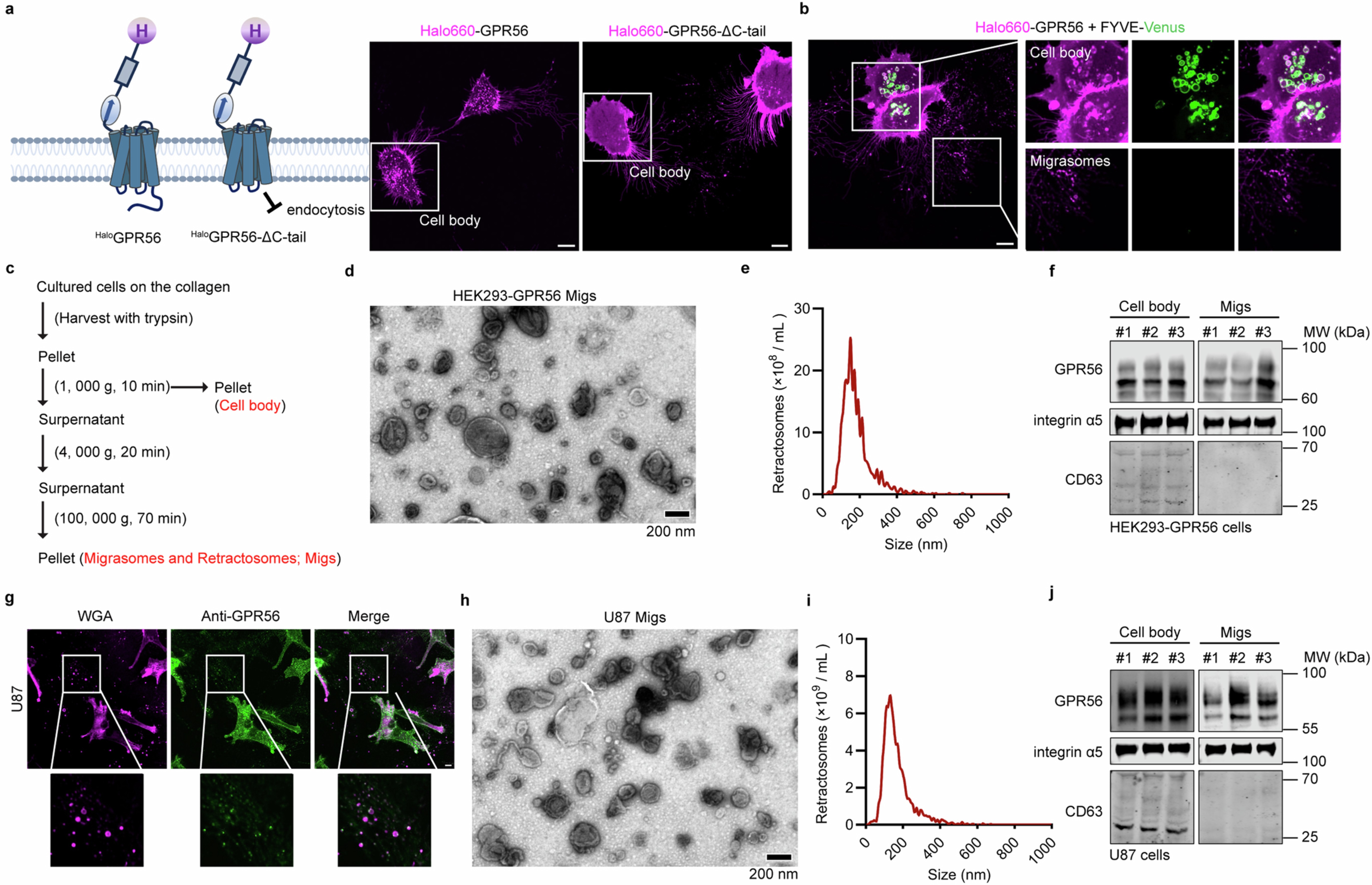 Extended Data Fig. 4: GPCRs are shed into migrasomes and retractosomes.