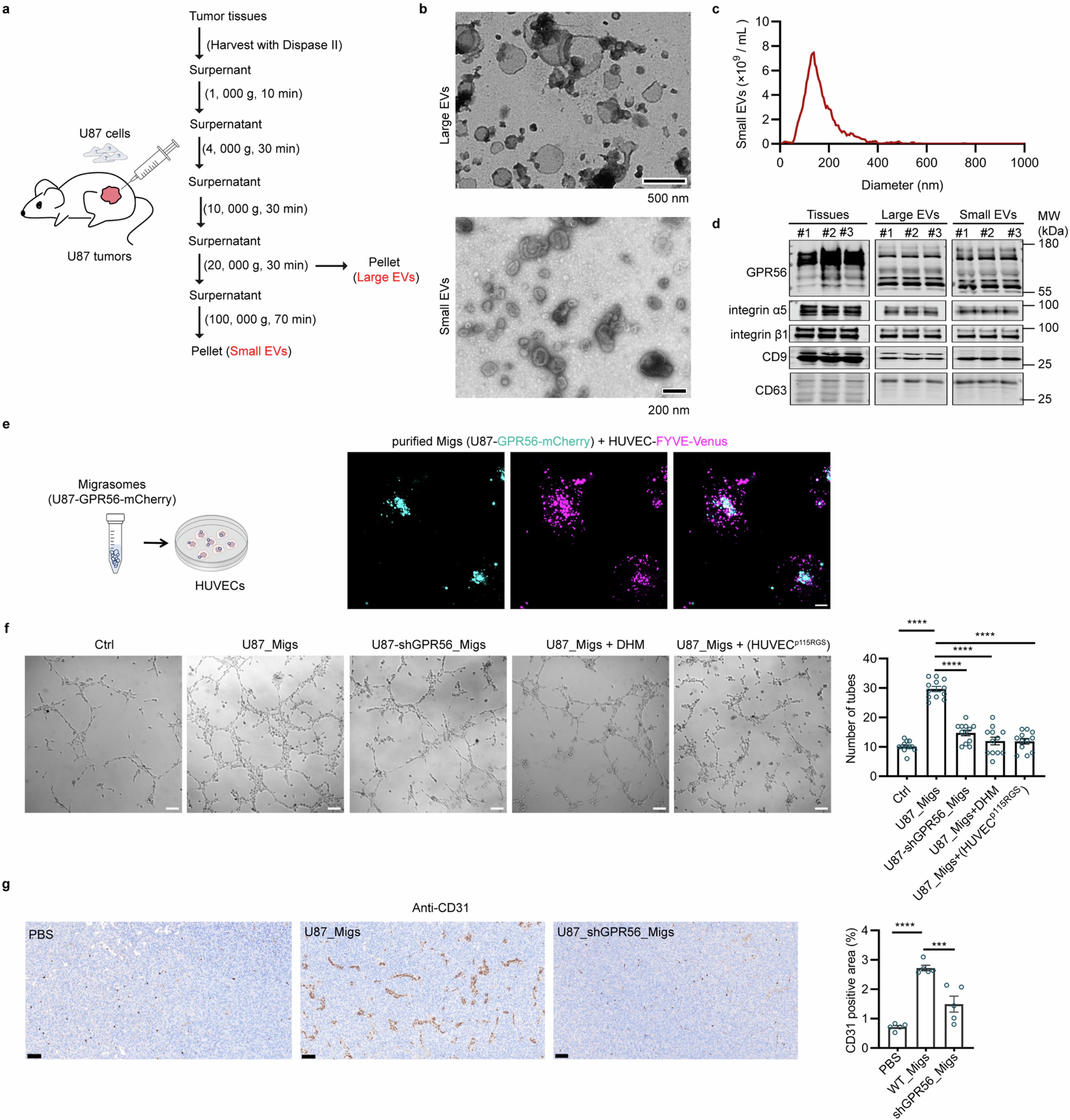 Extended Data Fig. 10: U87 cells deposit migrasomes containing GPR56 to promote angiogenesis.
