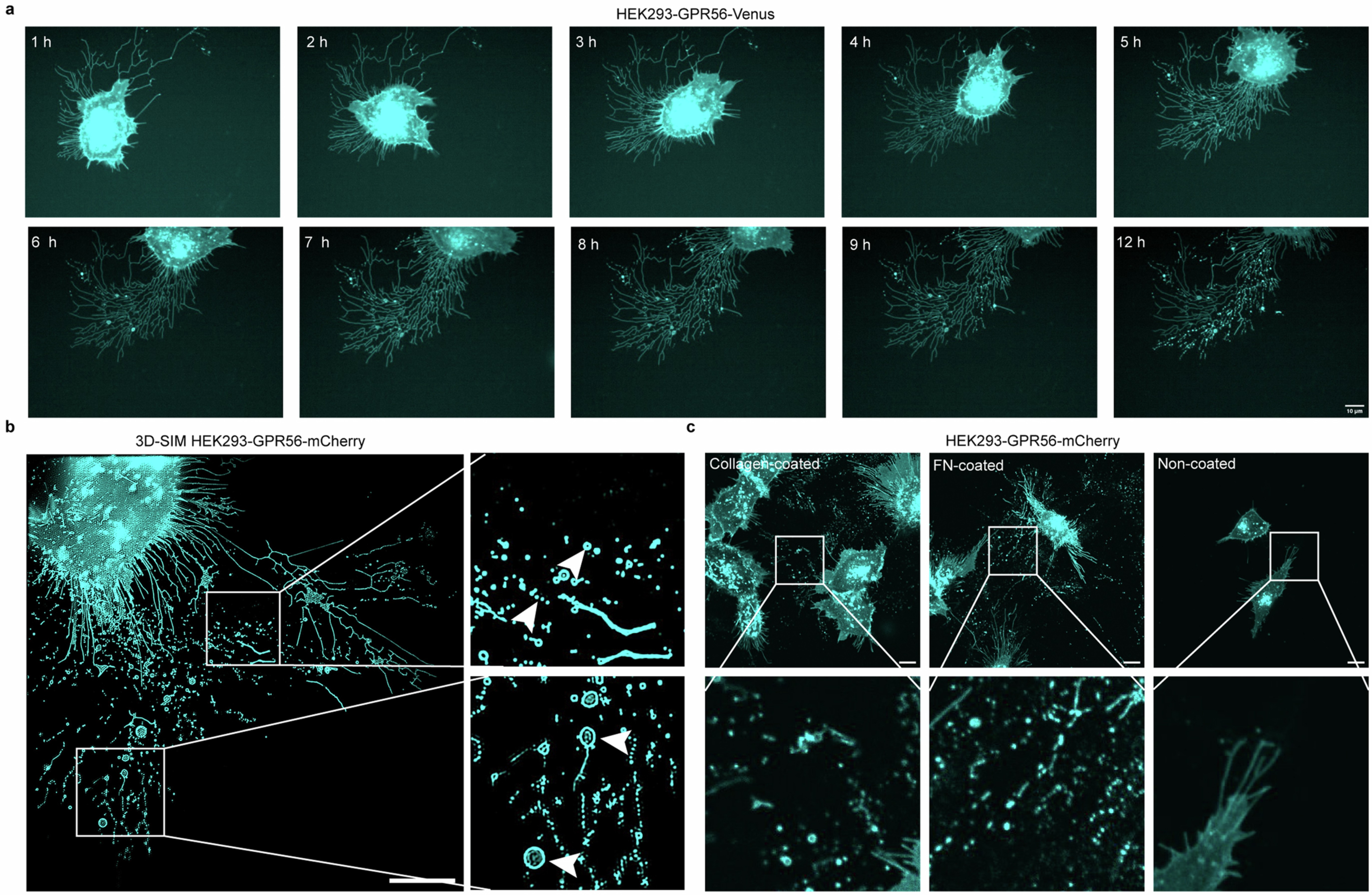 Extended Data Fig. 1