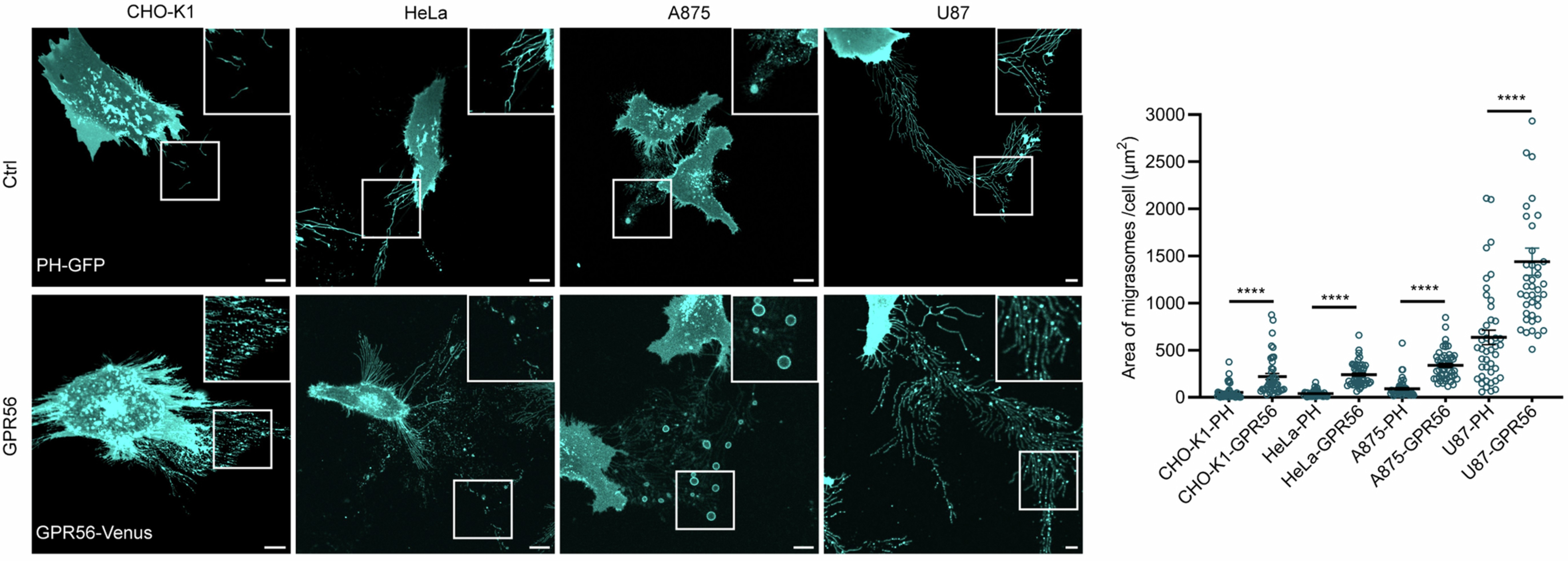Extended Data Fig. 3: GPR56 promotes migrasomes and retractosomes formation in multiple cell lines.