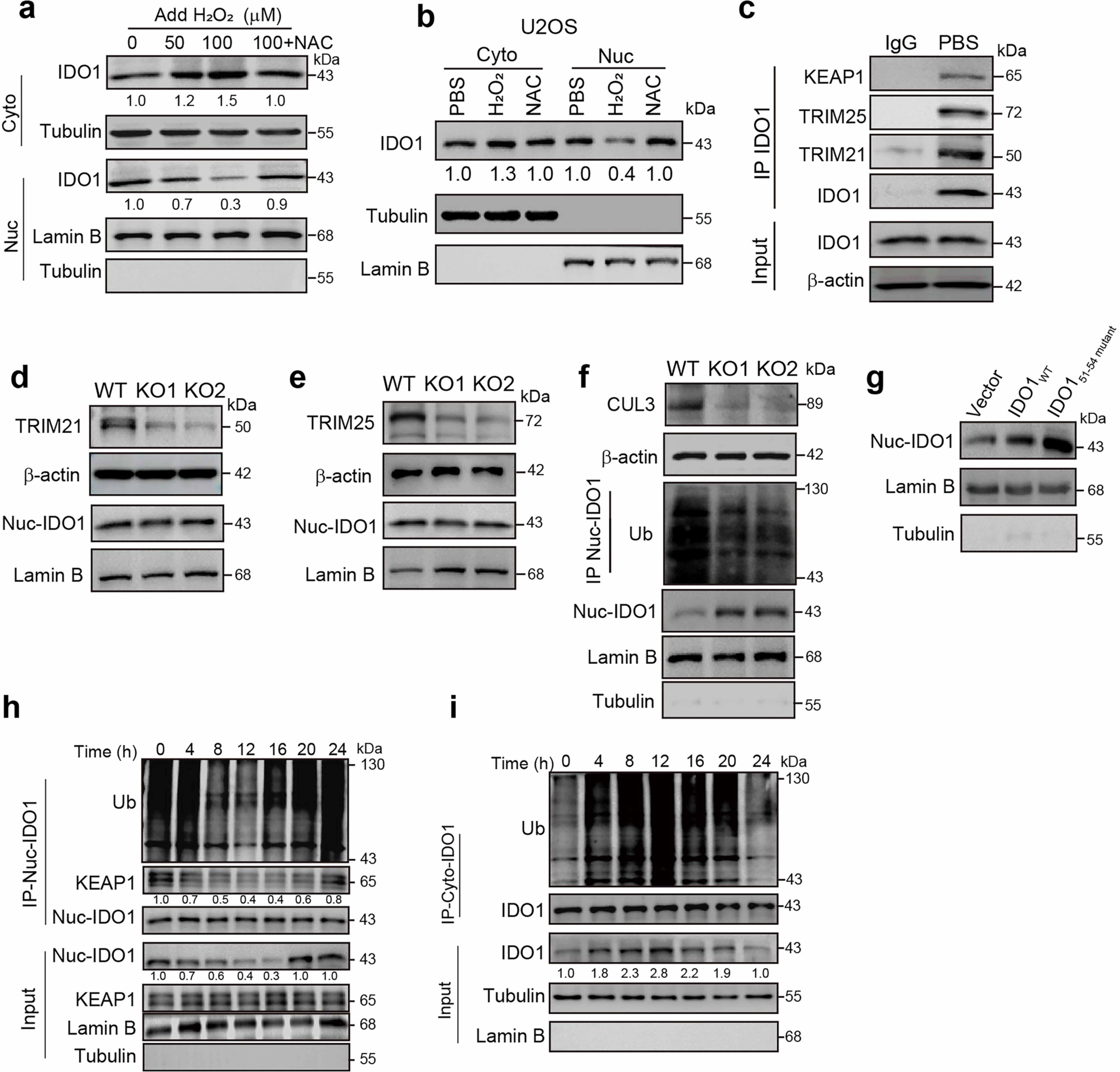 Extended Data Fig. 5: Nuclear IDO1 is degraded upon low ROS.