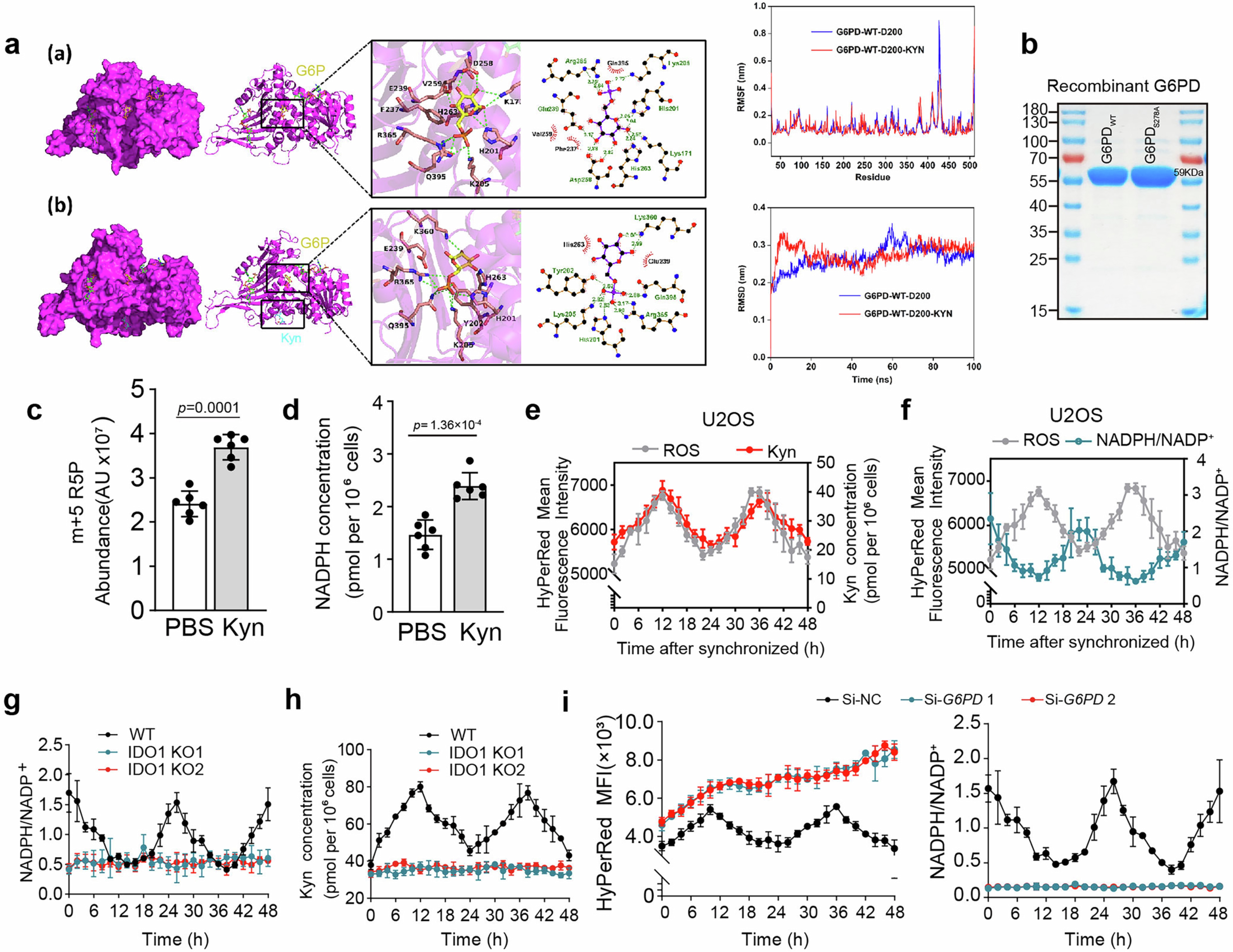 Extended Data Fig. 8: IDO1-catalyzed Kyn activates G6PD to clear ROS via NADPH.