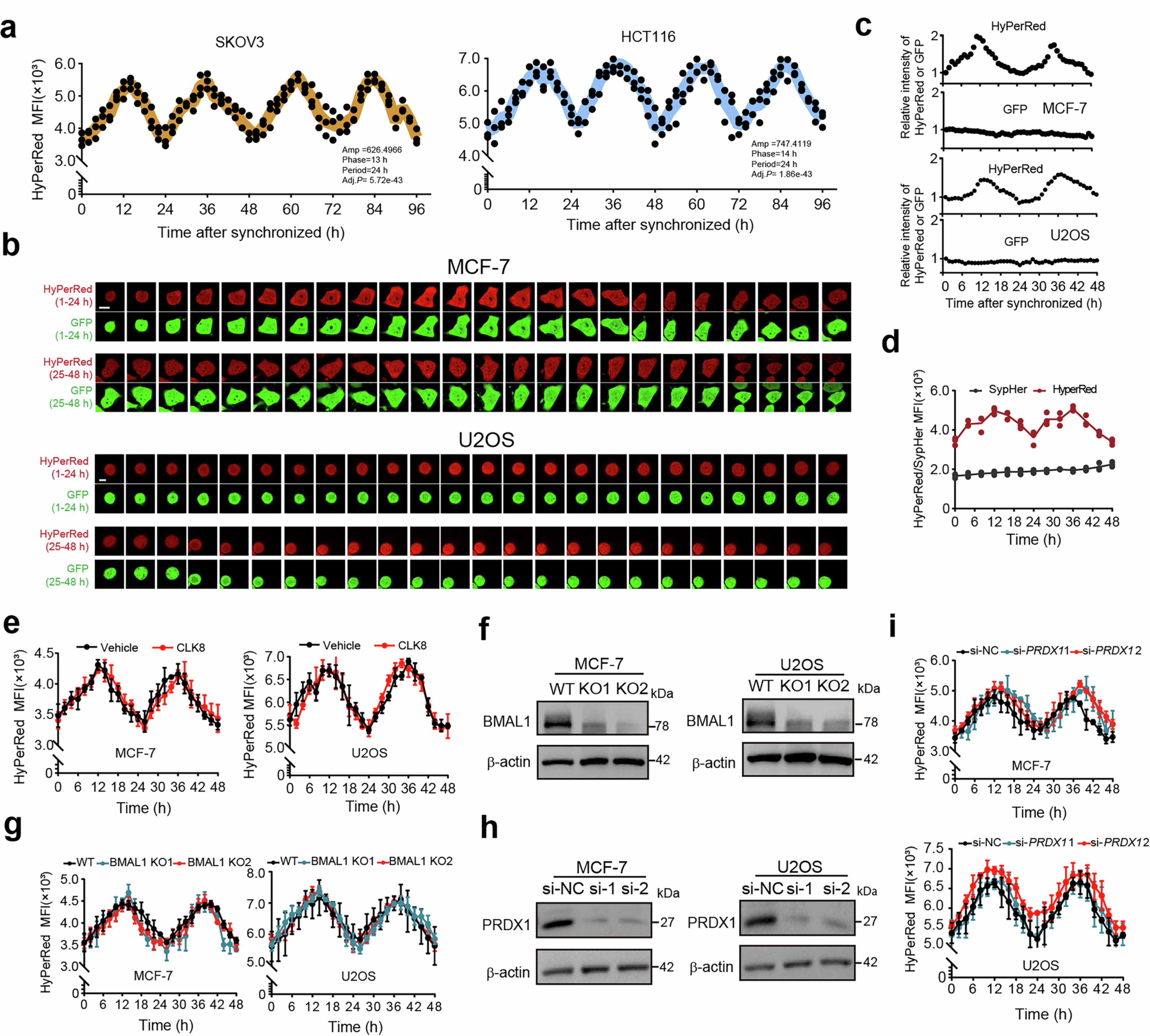 Extended Data Fig. 1: ROS rhythm is regulated by IDO1 in human tumor cells.