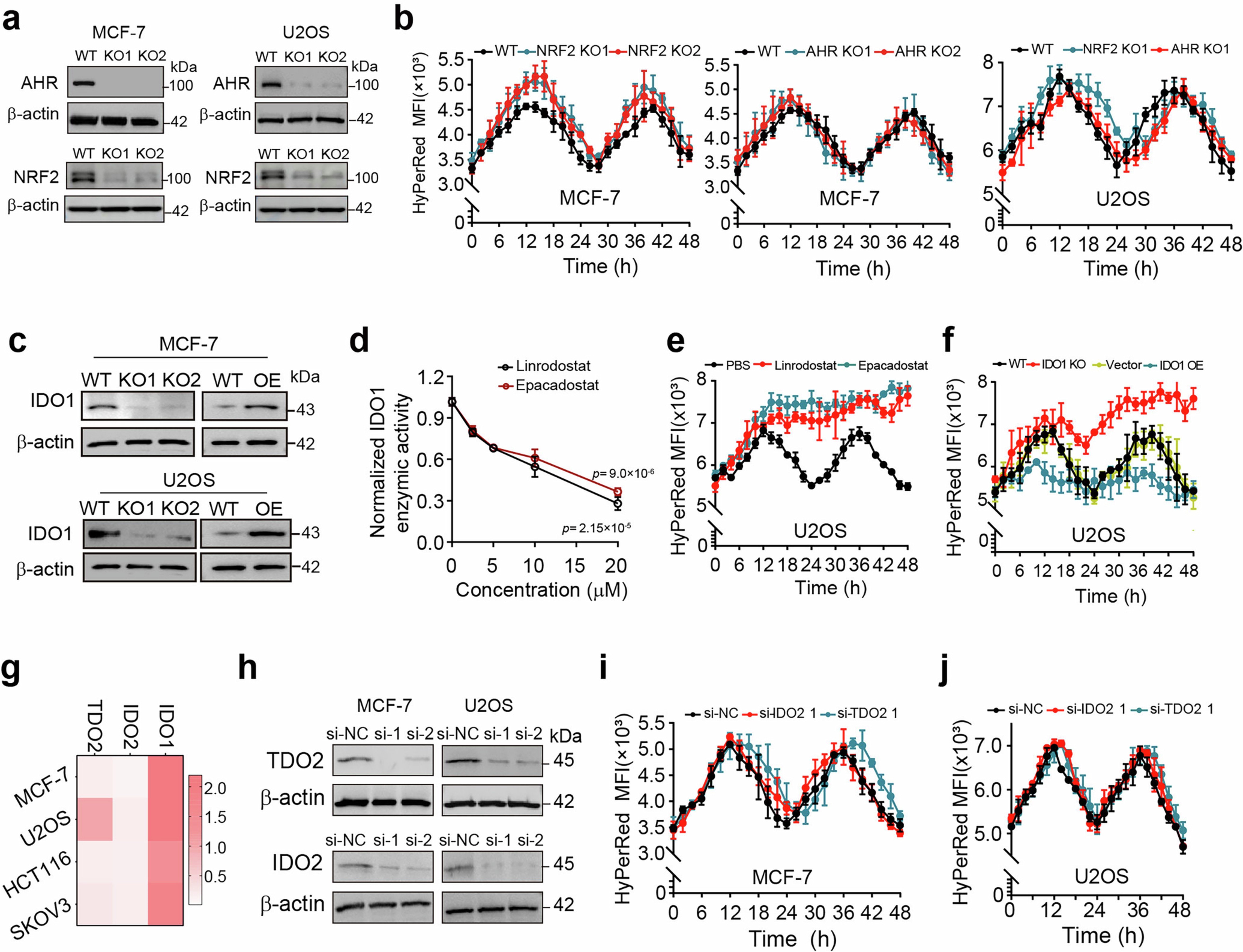 Extended Data Fig. 2: ROS rhythm is regulated by IDO1 in human tumor cells.