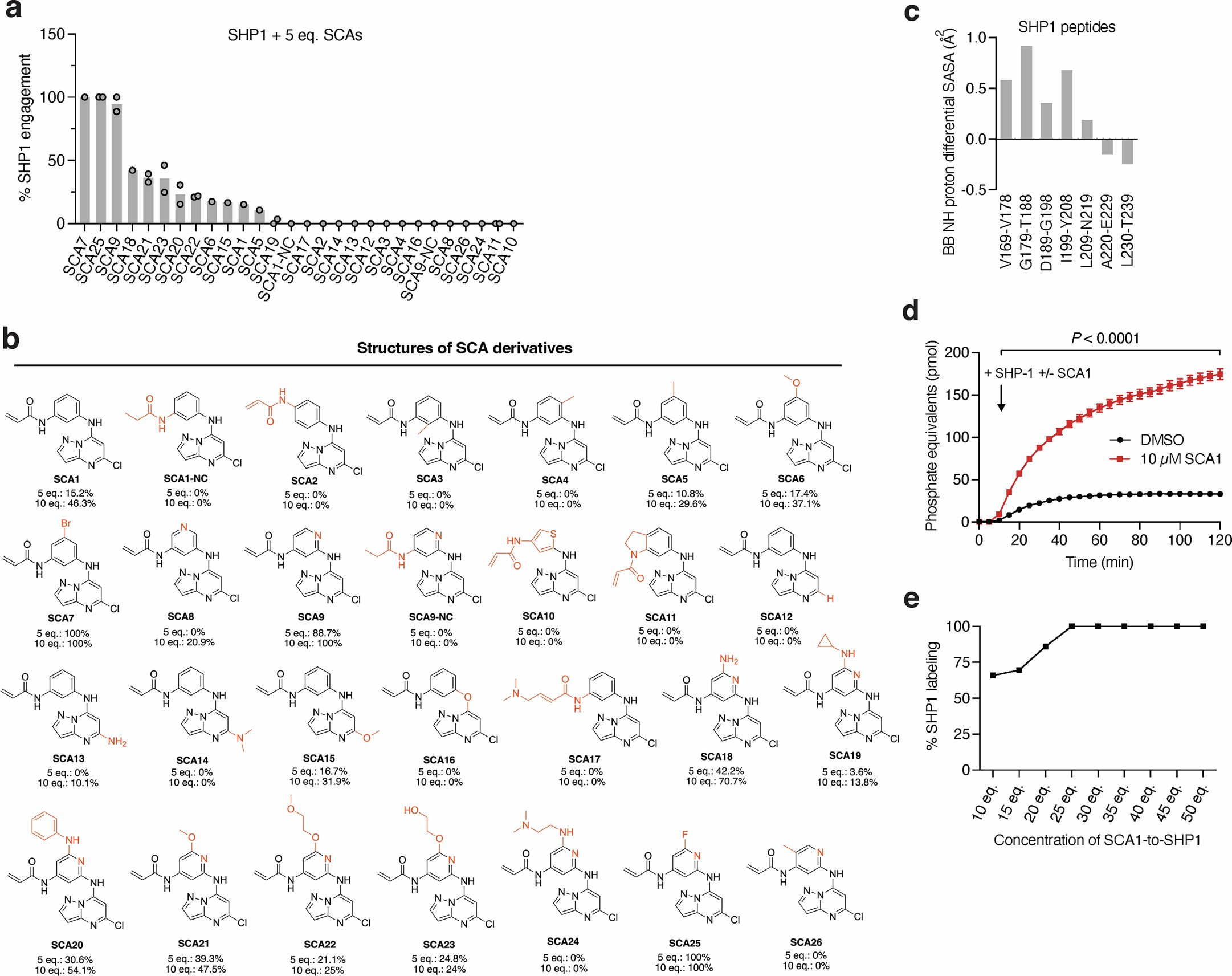Extended Data Fig. 3: Characterization of SHP1 binding and phosphatase activation kinetics by SCA1 and analogs in vitro.