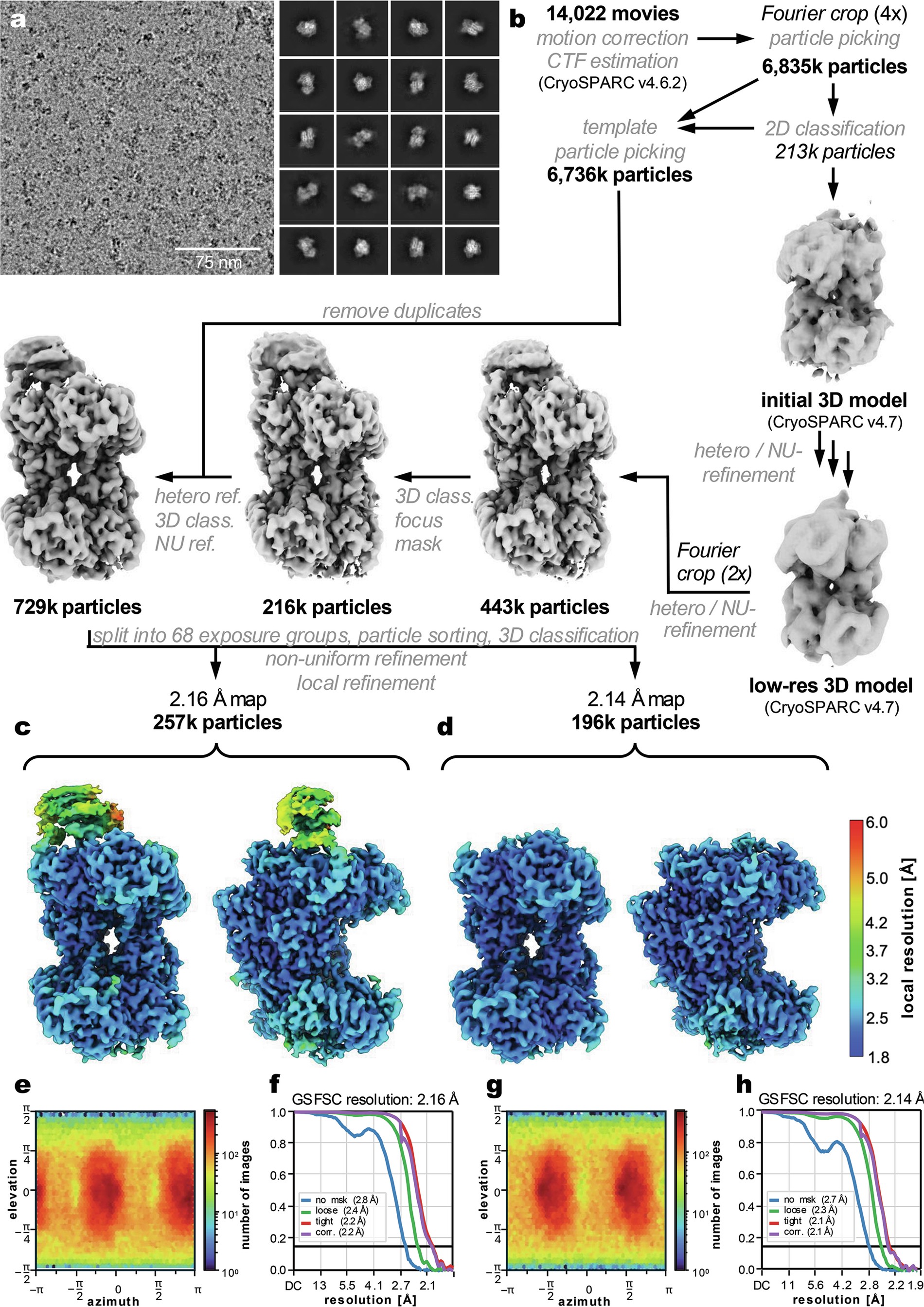 Extended Data Fig. 1: Workflow for the cryo-EM structure determination of NifEN and NifENX.