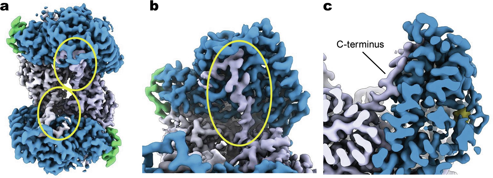 Extended Data Fig. 2: C-terminus of NifN.