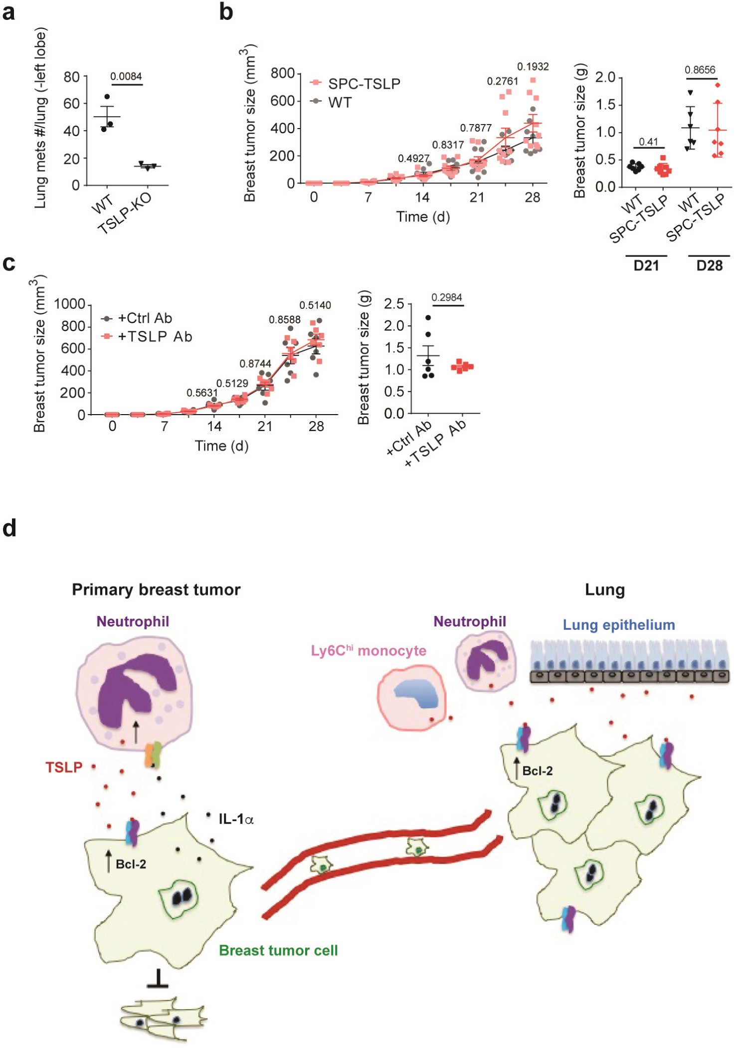 Supplementary Figure 6: TSLP from non-tumor derived sources is also critical for breast tumor metastasis in lungs