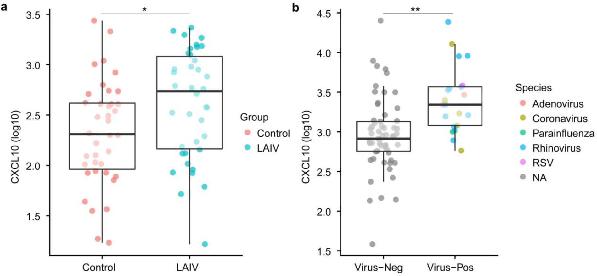 Supplementary Figure 2: CXCL10 concentrations are increased by virus infection.