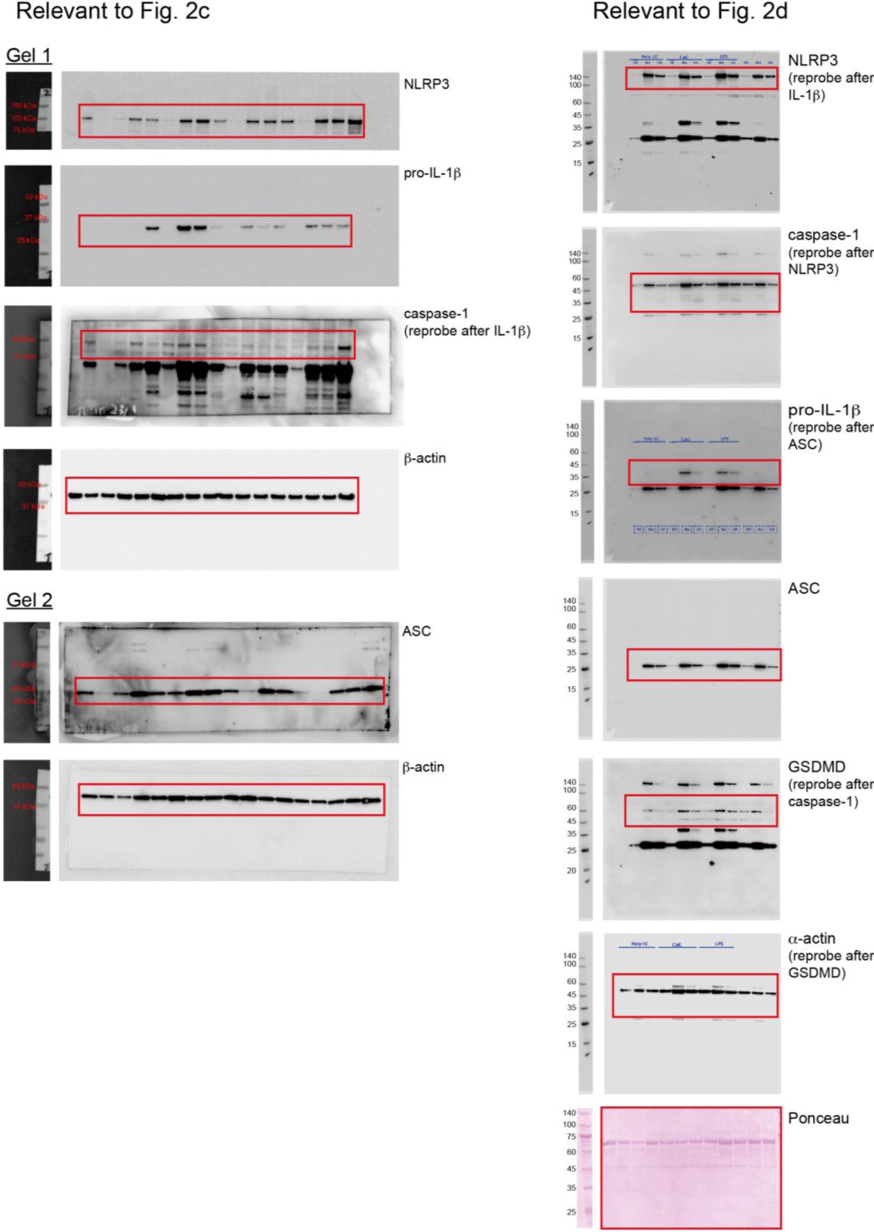 Supplementary Fig. 6