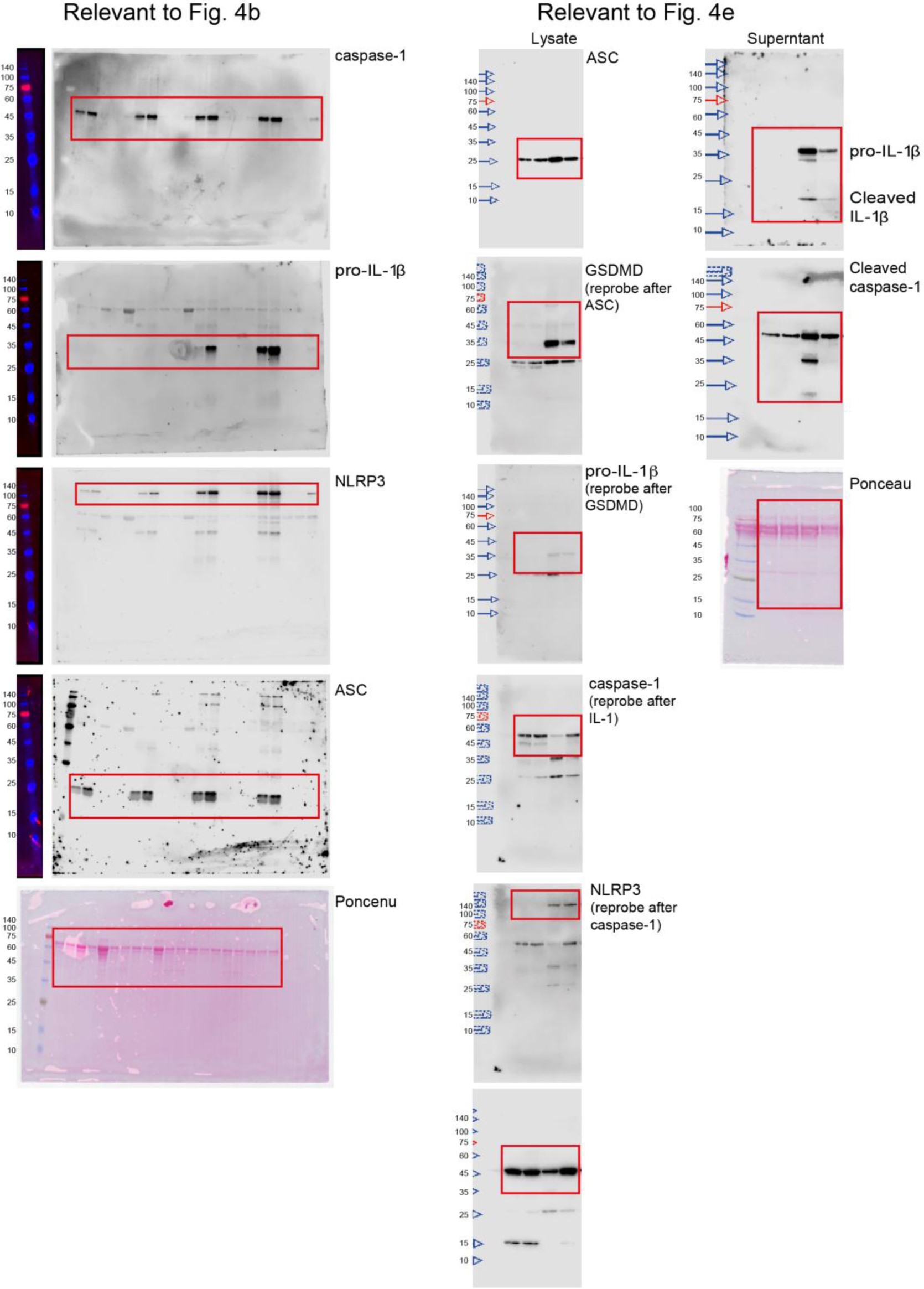 Supplementary Fig. 8