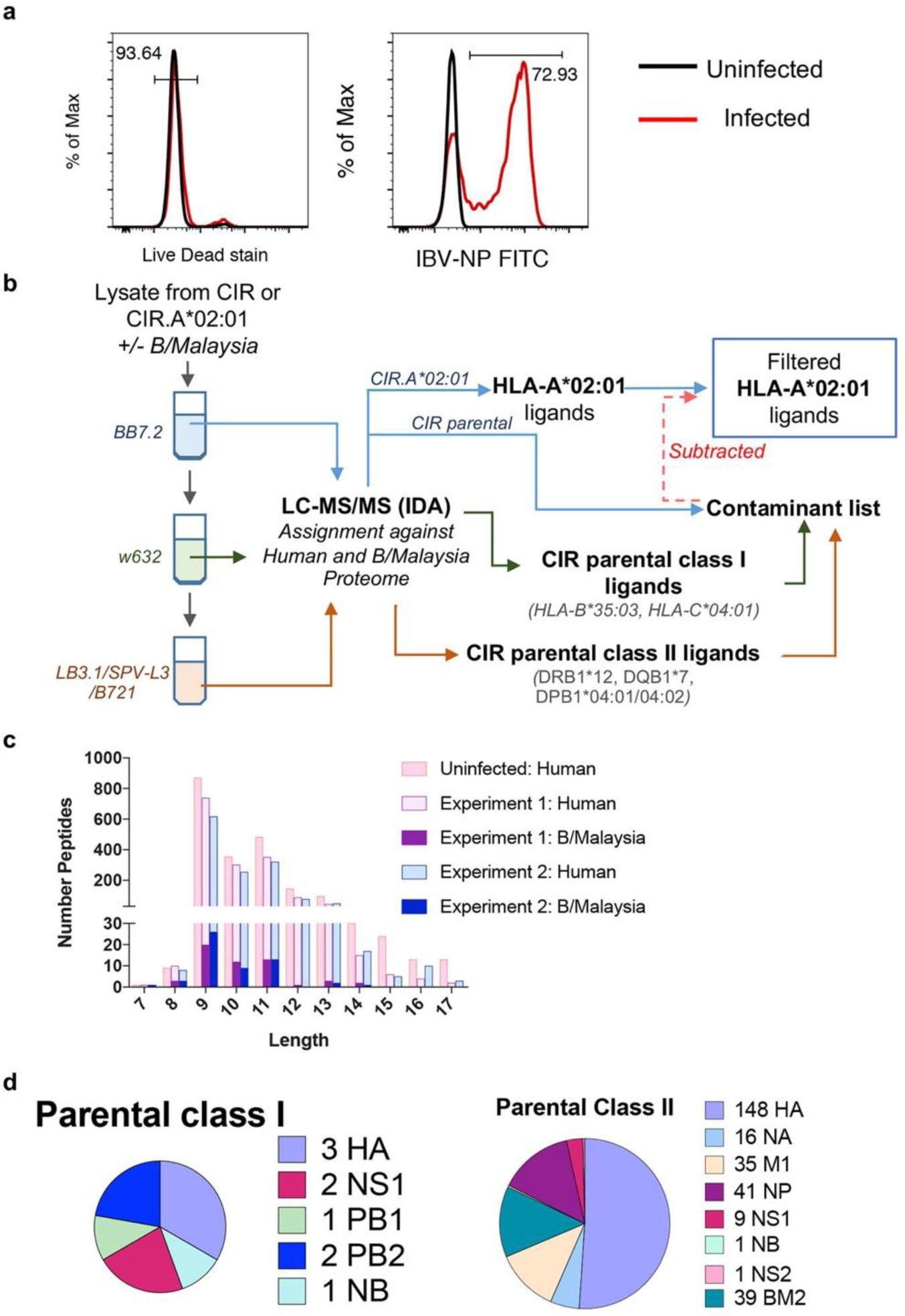 Supplementary Figure 2: Immunopeptidomic analysis of human and viral peptides.