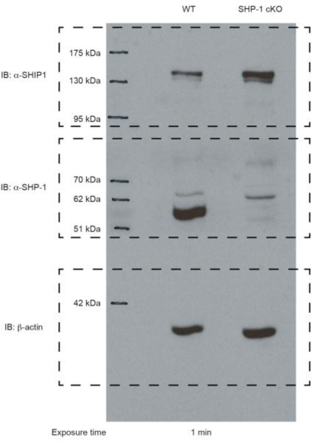 Supplementary Figure 9
