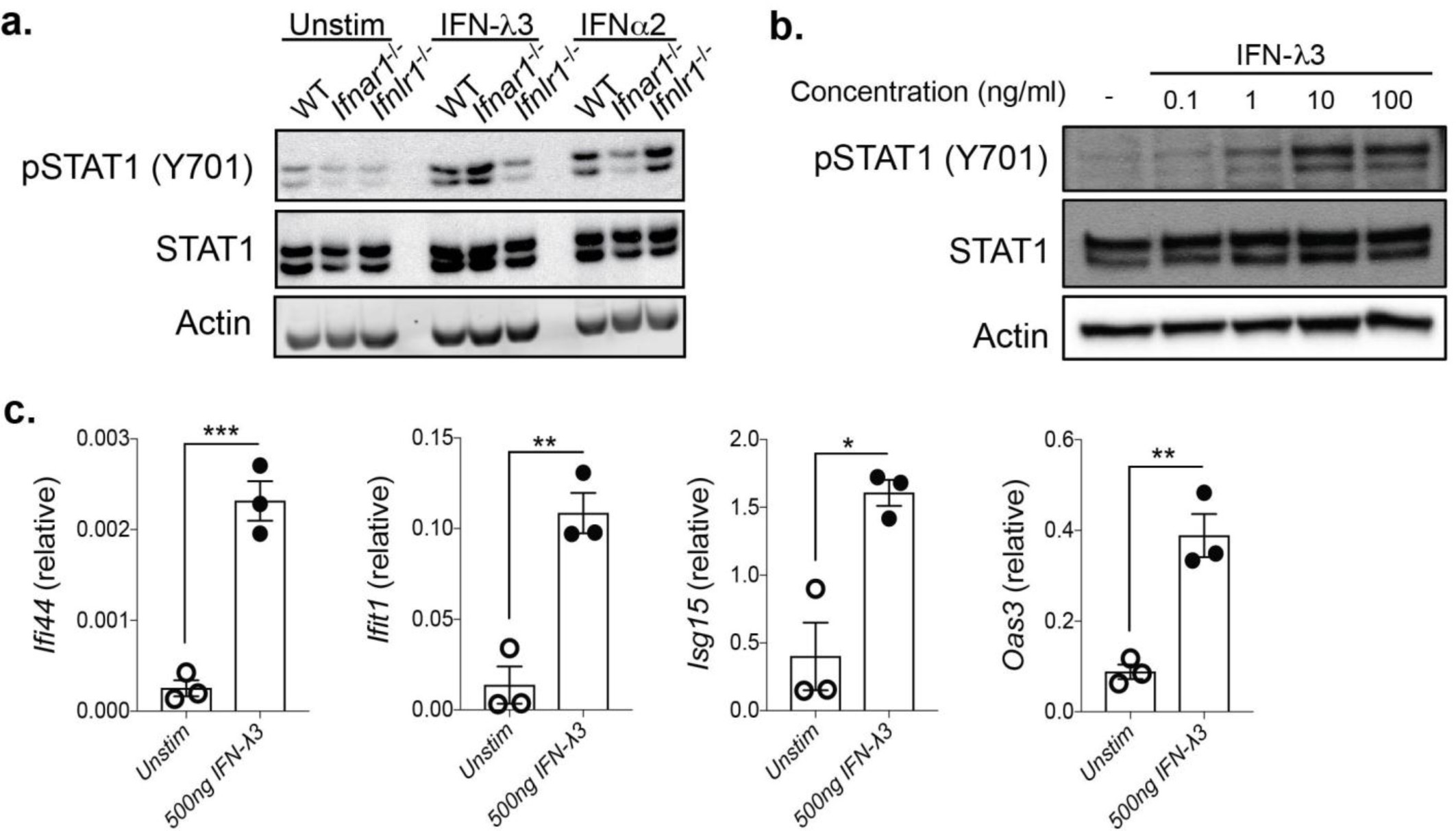Supplementary Figure 4: BMDCs respond to IFN-λ.