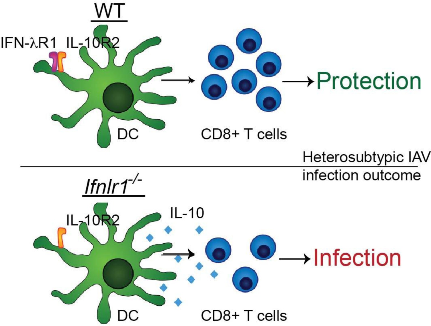 Supplementary Figure 6: IFN-λ signaling in DCs is required for optimal DC function and generation of CD8+ T cell responses capable of mediating protection against heterosubtypic IAV re-challenge.