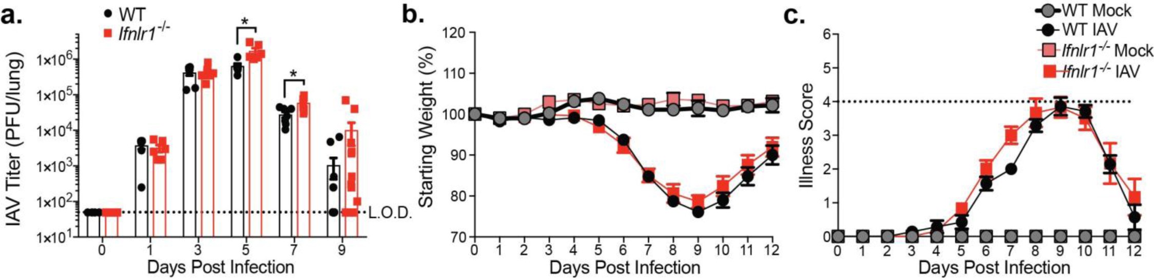 Supplementary Figure 1: IFN-λ signaling contributes to controlling viral load, but not disease severity, during primary IAV infection. WT and Ifnlr1−/− mice were mock- or IAV-infected with 40 PFU of the mouse-adapted H1N1 strain A/PR/8/34 (PR8)