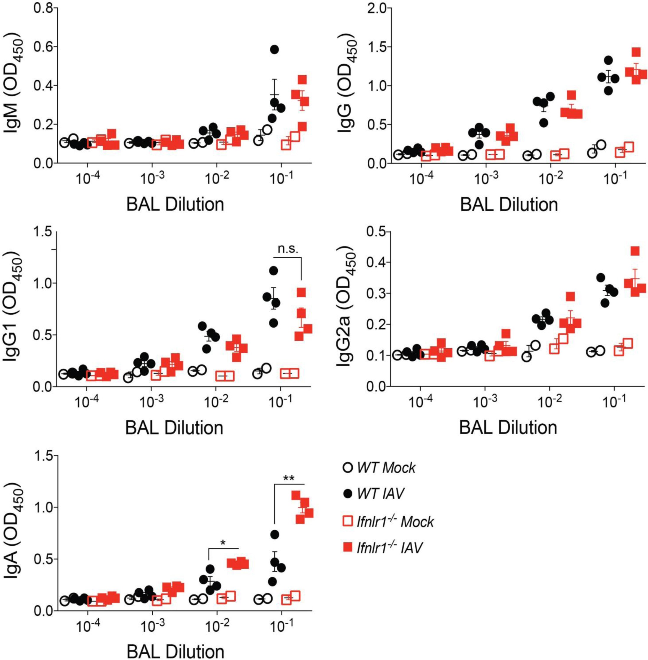 Supplementary Figure 2: IFN-λ signaling is not required for development of antibody responses in bronchoalveolar lavage fluid following IAV.