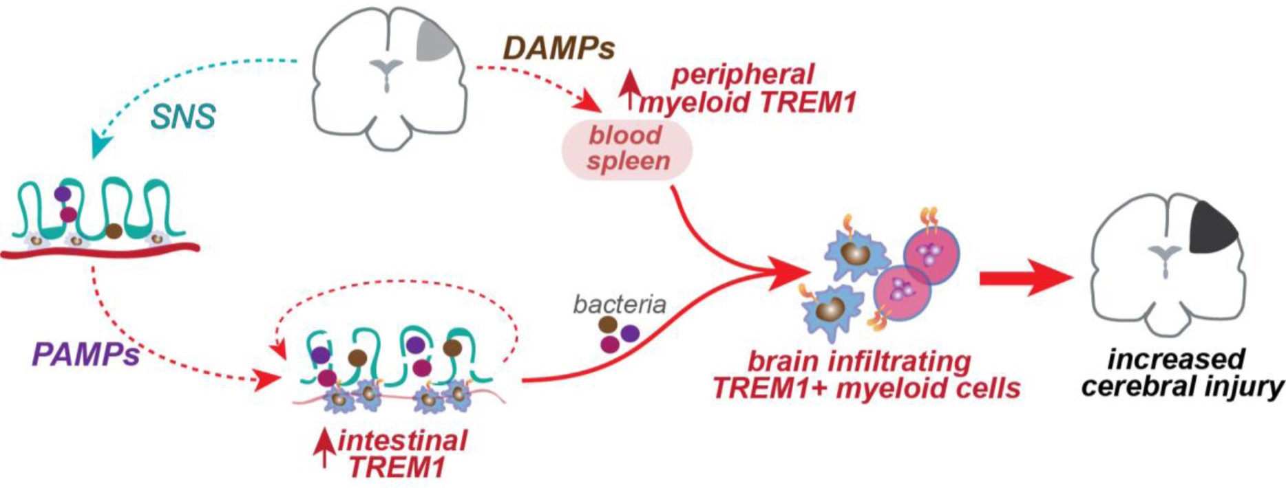 Supplementary Figure 7: Model of dual TREM1 amplification of immune responses after cerebral ischemia.