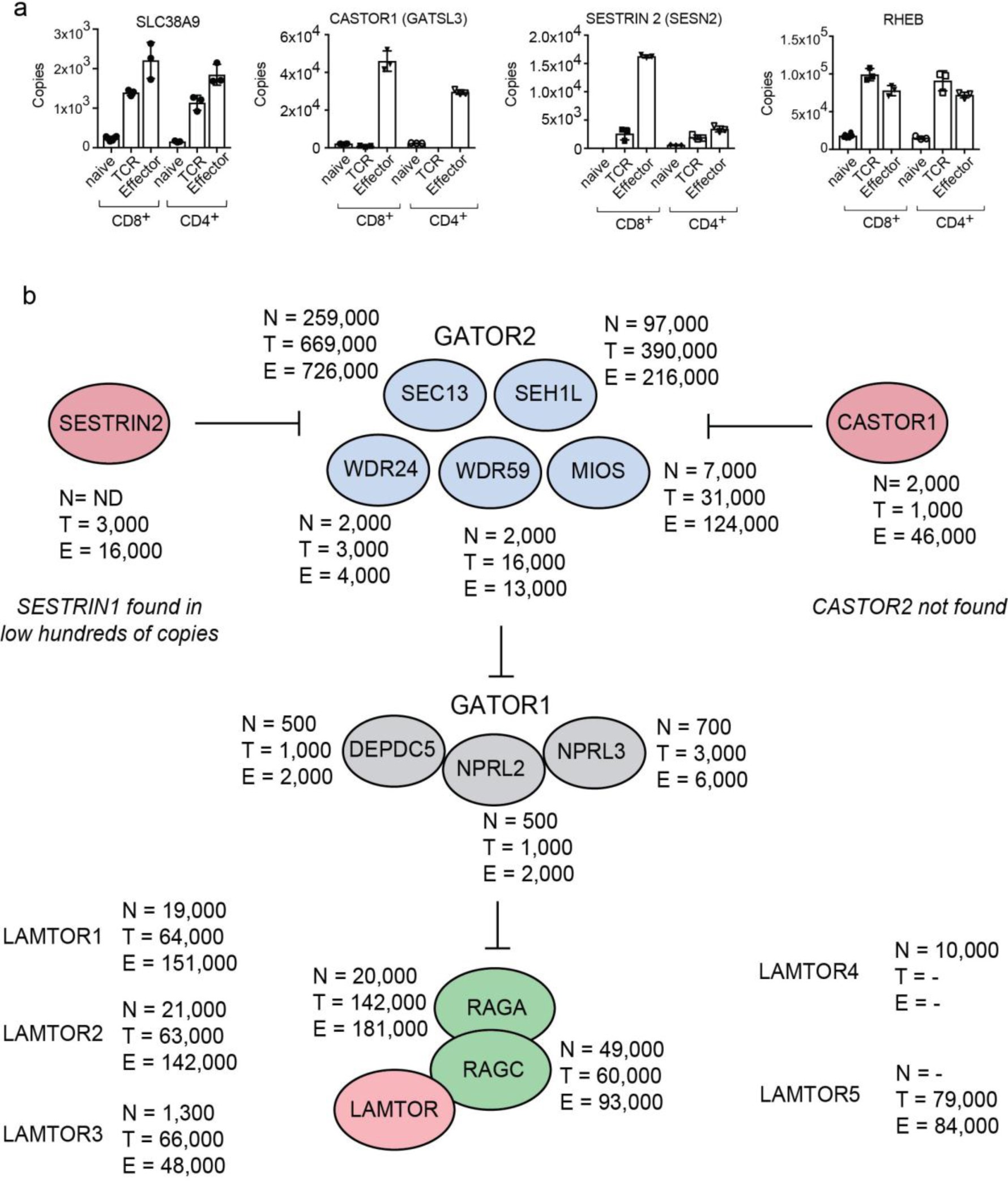 Supplementary Figure 3: Environmental sensing in T cells.
