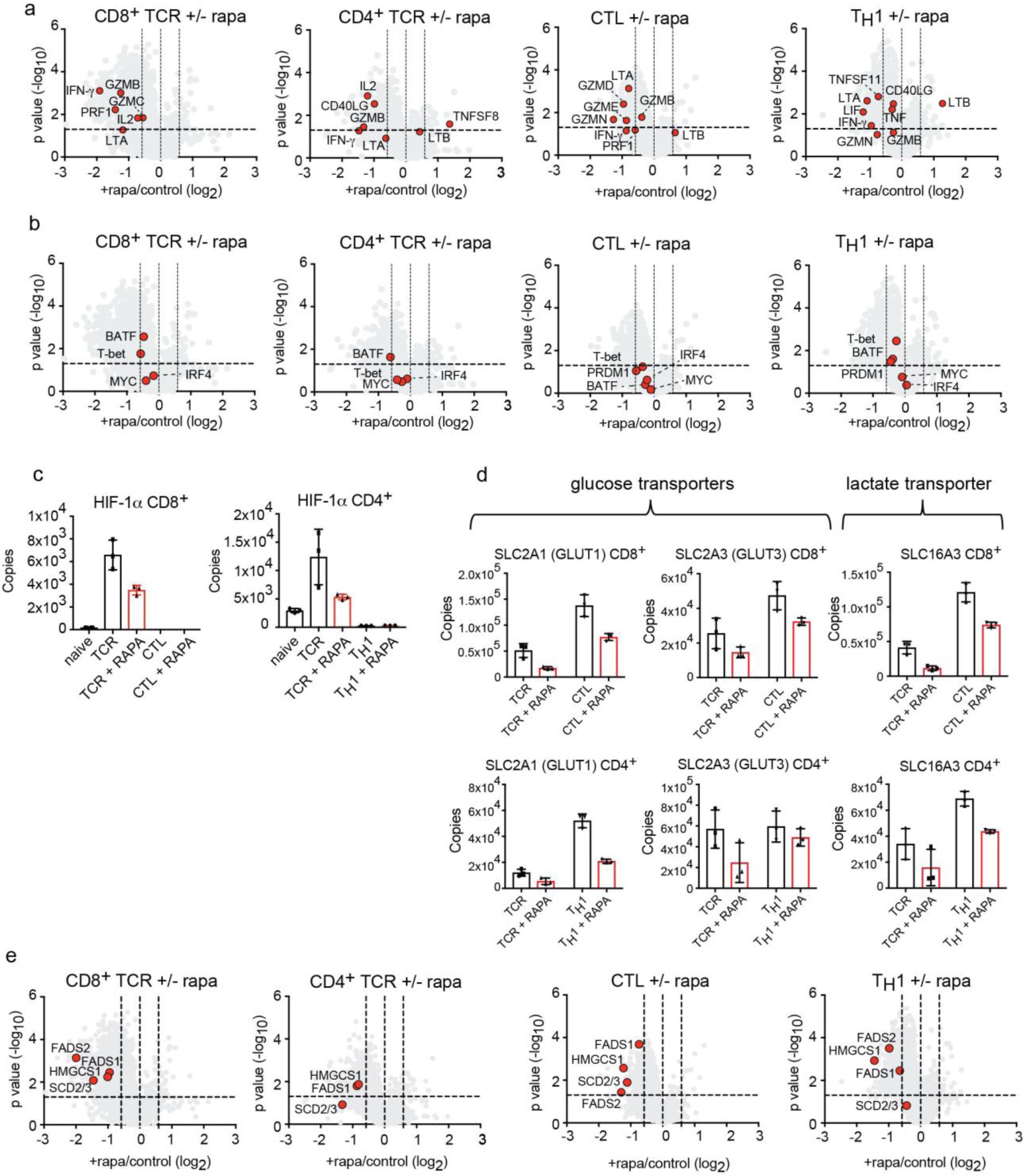 Supplementary Figure 4: The impact of rapamycin on effector molecules, transcription factors, transporters and fatty acid metabolism.