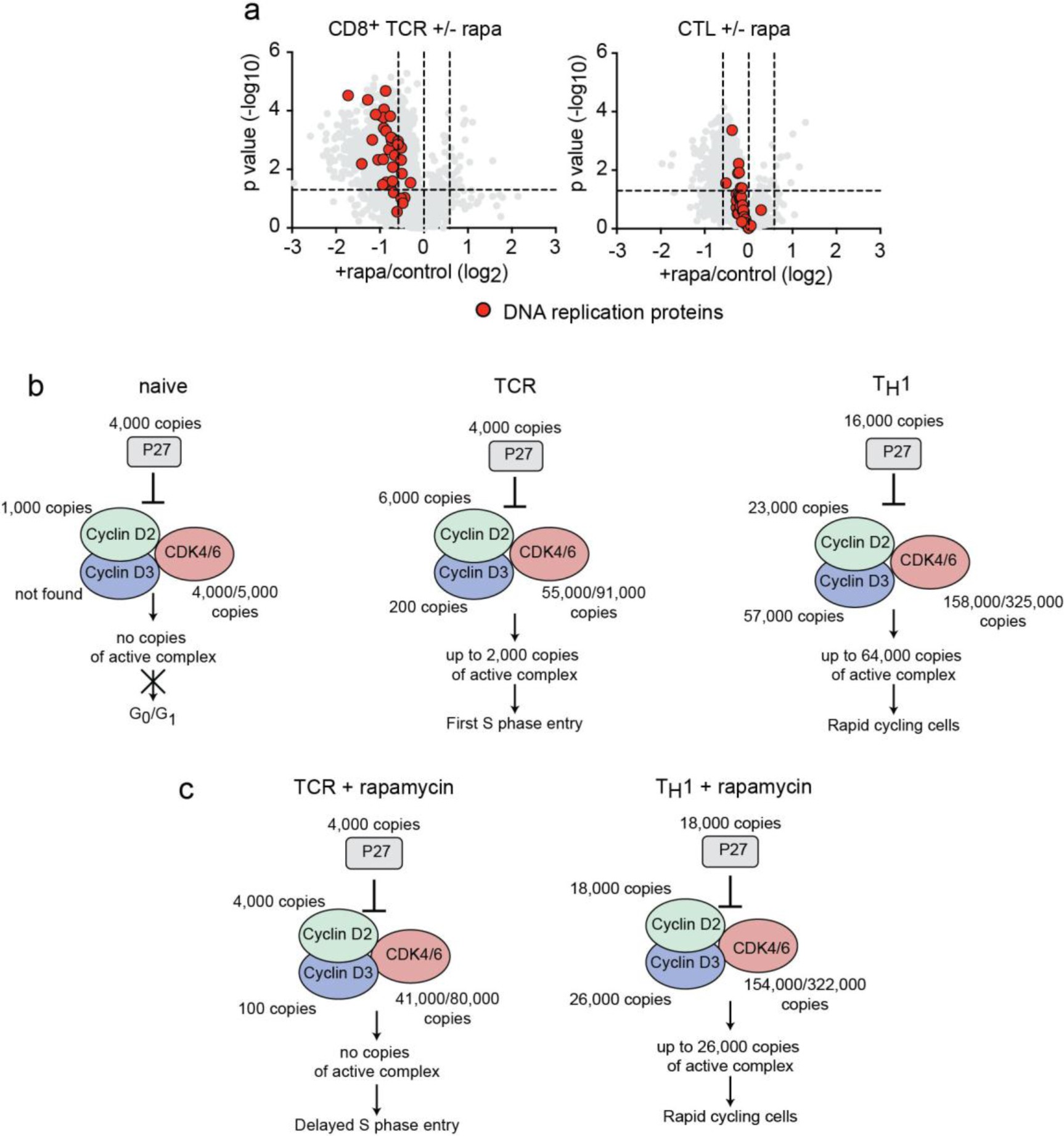 Supplementary Figure 6: The impact of mTORC1 inhibition on DNA replication proteins and cell cycle protein complexes.