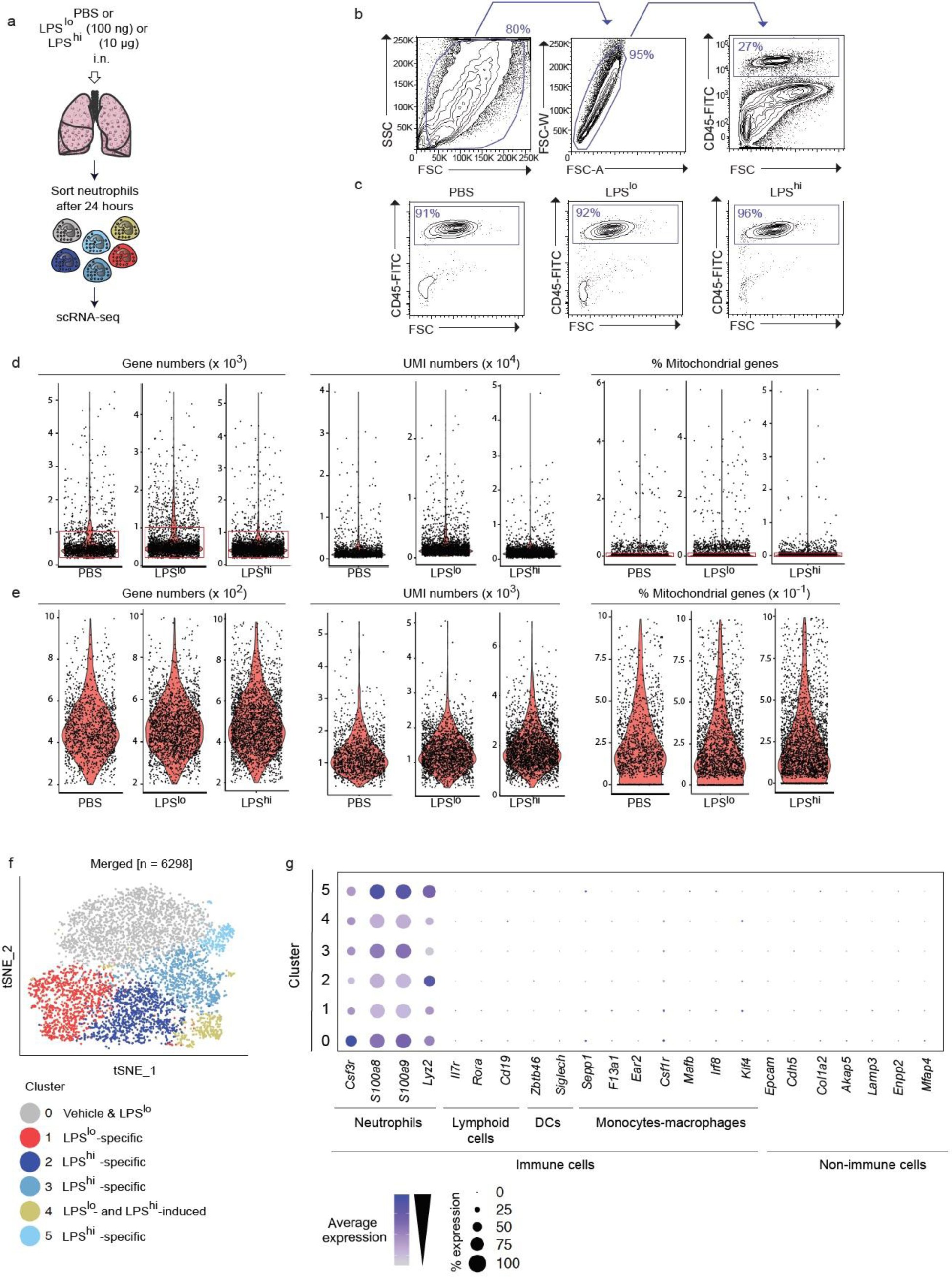 Supplementary Figure 2: Lung neutrophils from vehicle, LPSlo and LPShi mice were isolated and subjected to droplet-based scRNA-seq and quality-control filtering and analysis.