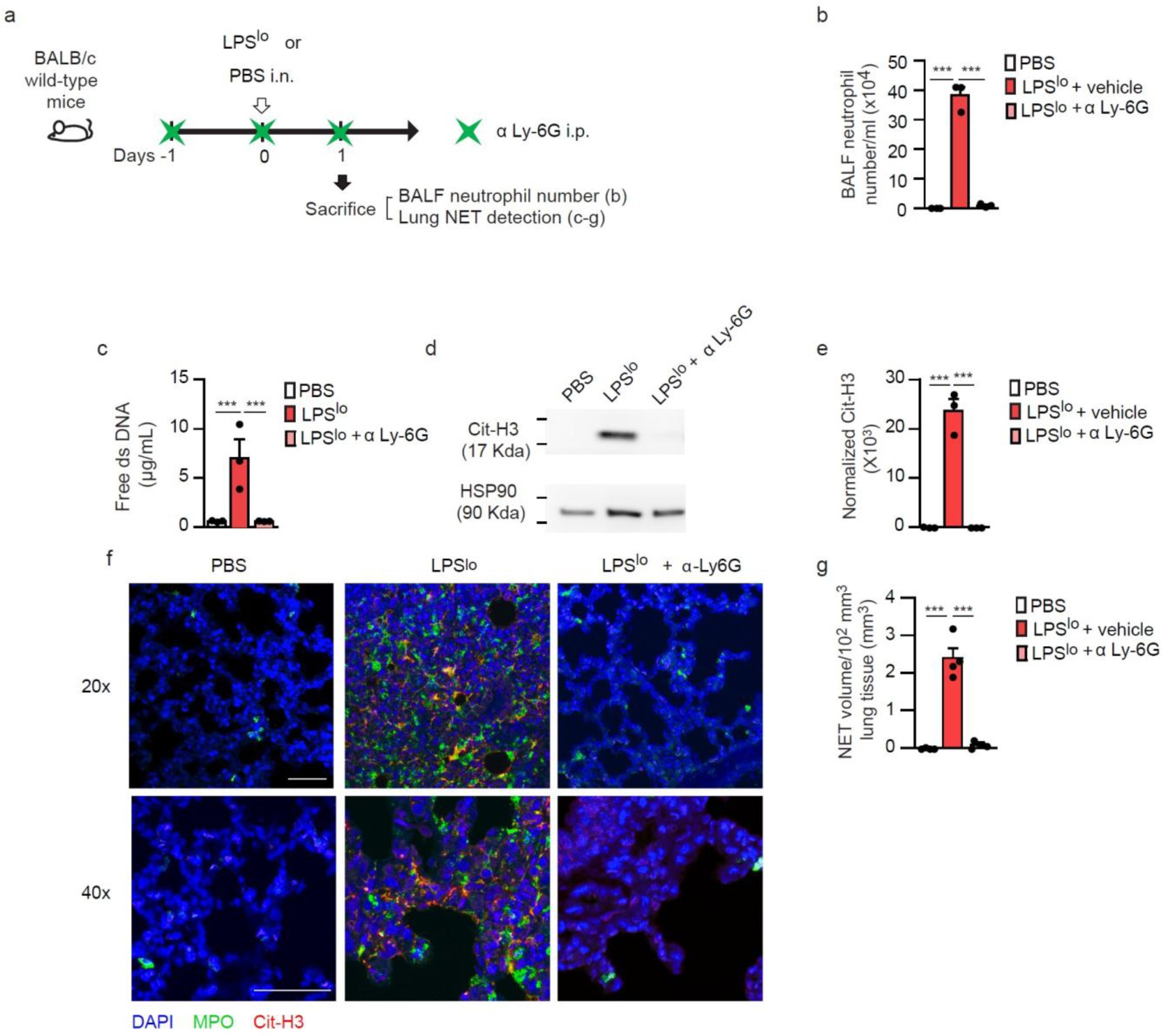 Supplementary Figure 5: NETs are not detected in LPSlo mice treated with α-Ly-6G neutrophil-depleting antibodies.