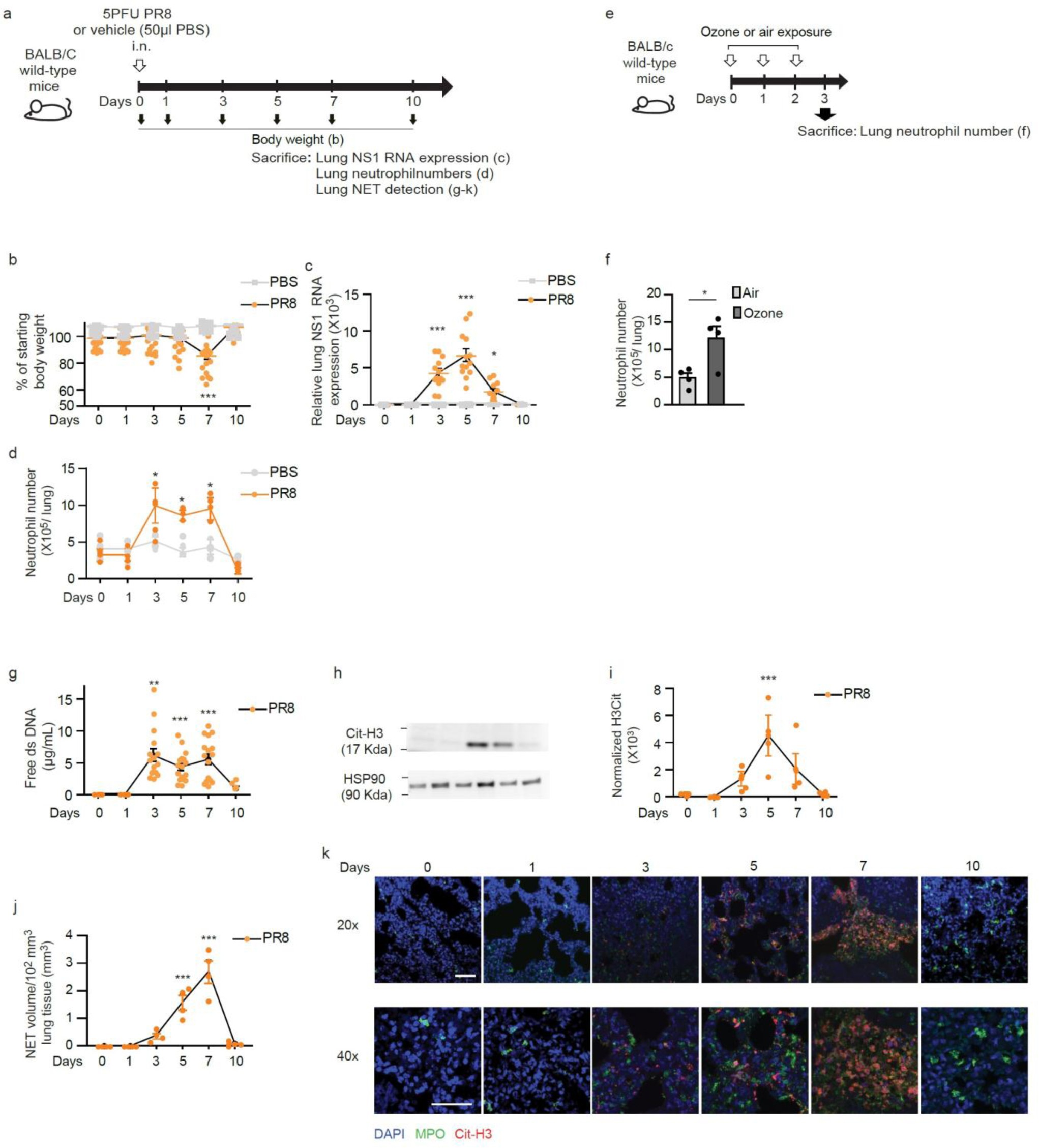 Supplementary Figure 7: NET-releasing neutrophils are recruited to the lungs on influenza virus PR8 infection and ozone exposure.