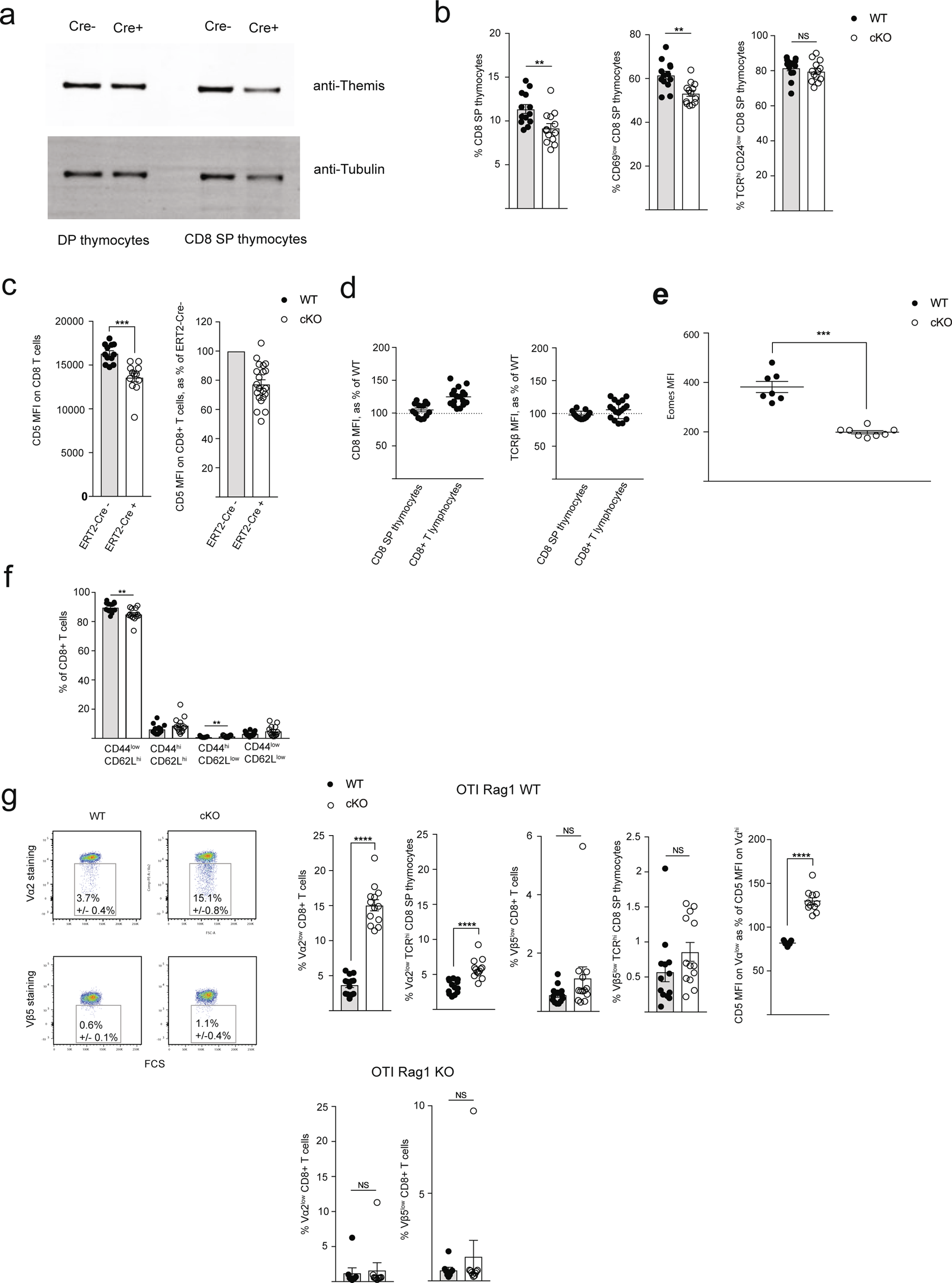 Extended Data Fig. 2: Phenotype of OTI TCR transgenic Themis cKO mice.