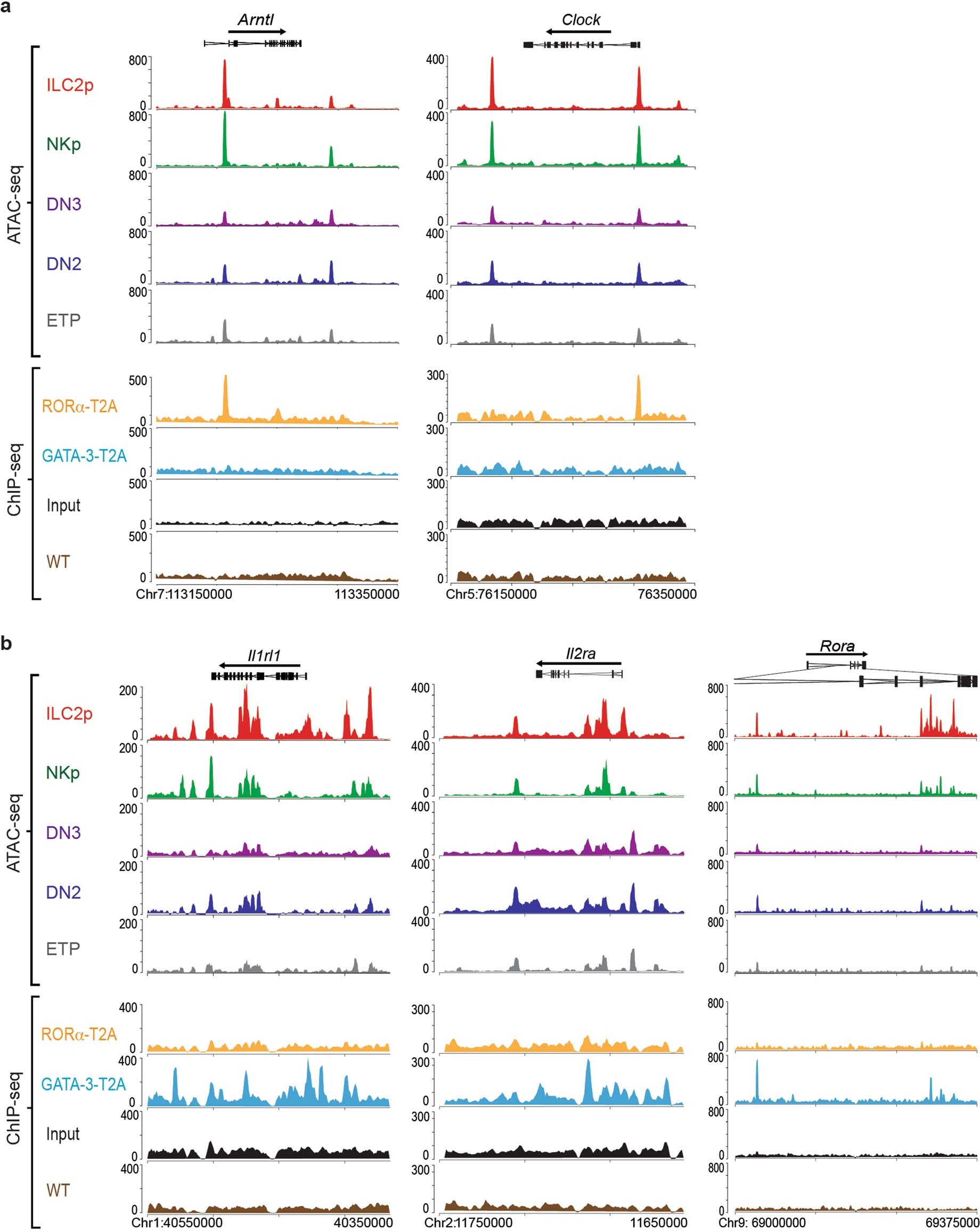 Extended Data Fig. 4: RORα binds to circadian rhythm associated genes in ILC2.