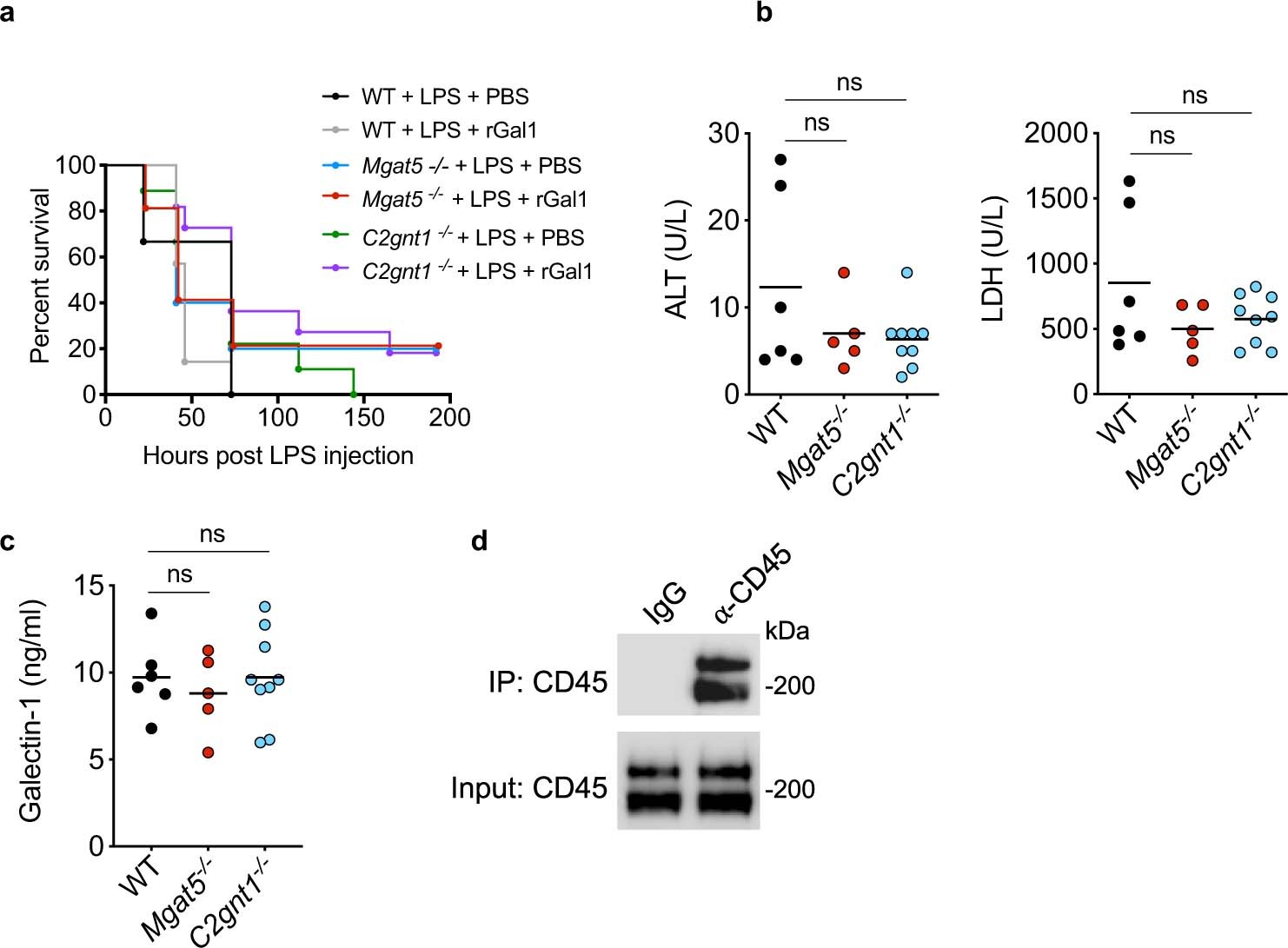 Extended Data Fig. 5: Galectin-1 functions in a glycan-dependent manner during endotoxemia.