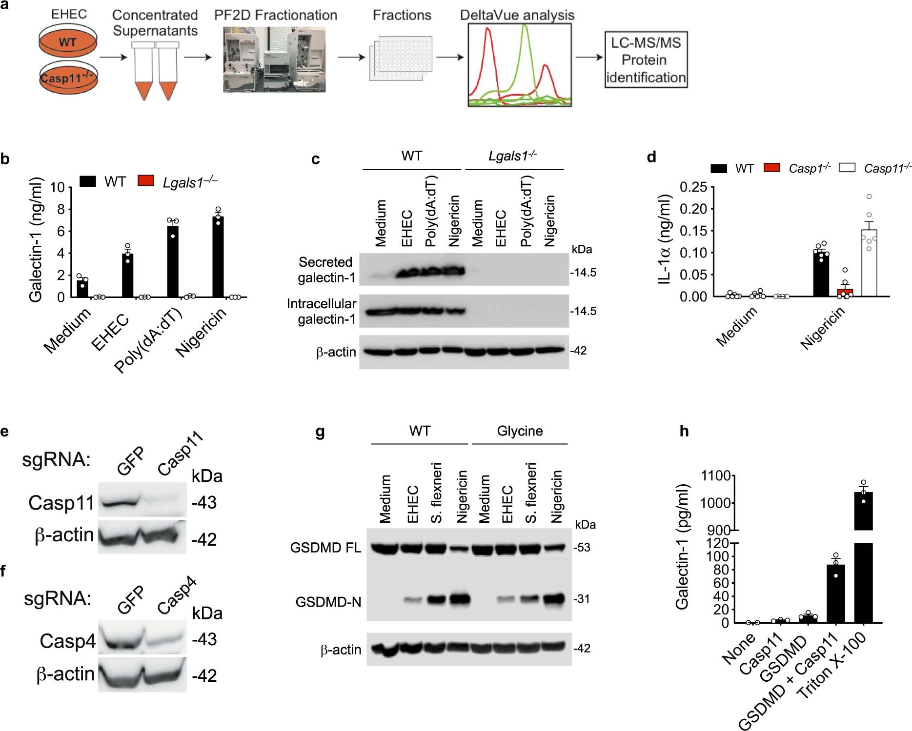 Extended Data Fig. 1: Galectin-1 is released as a consequence of inflammasome activation.