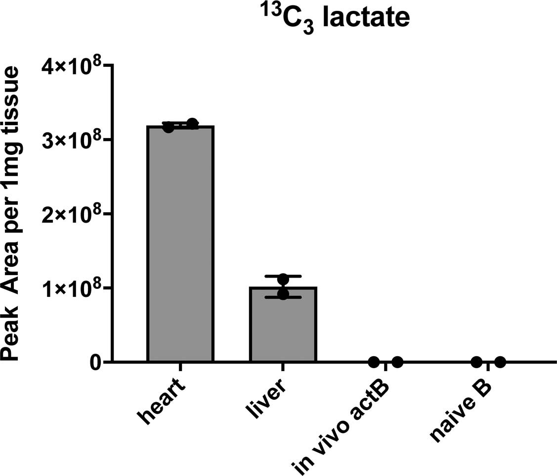 Extended Data Fig. 7: In vivo 13C tracing in support of Fig. 6.