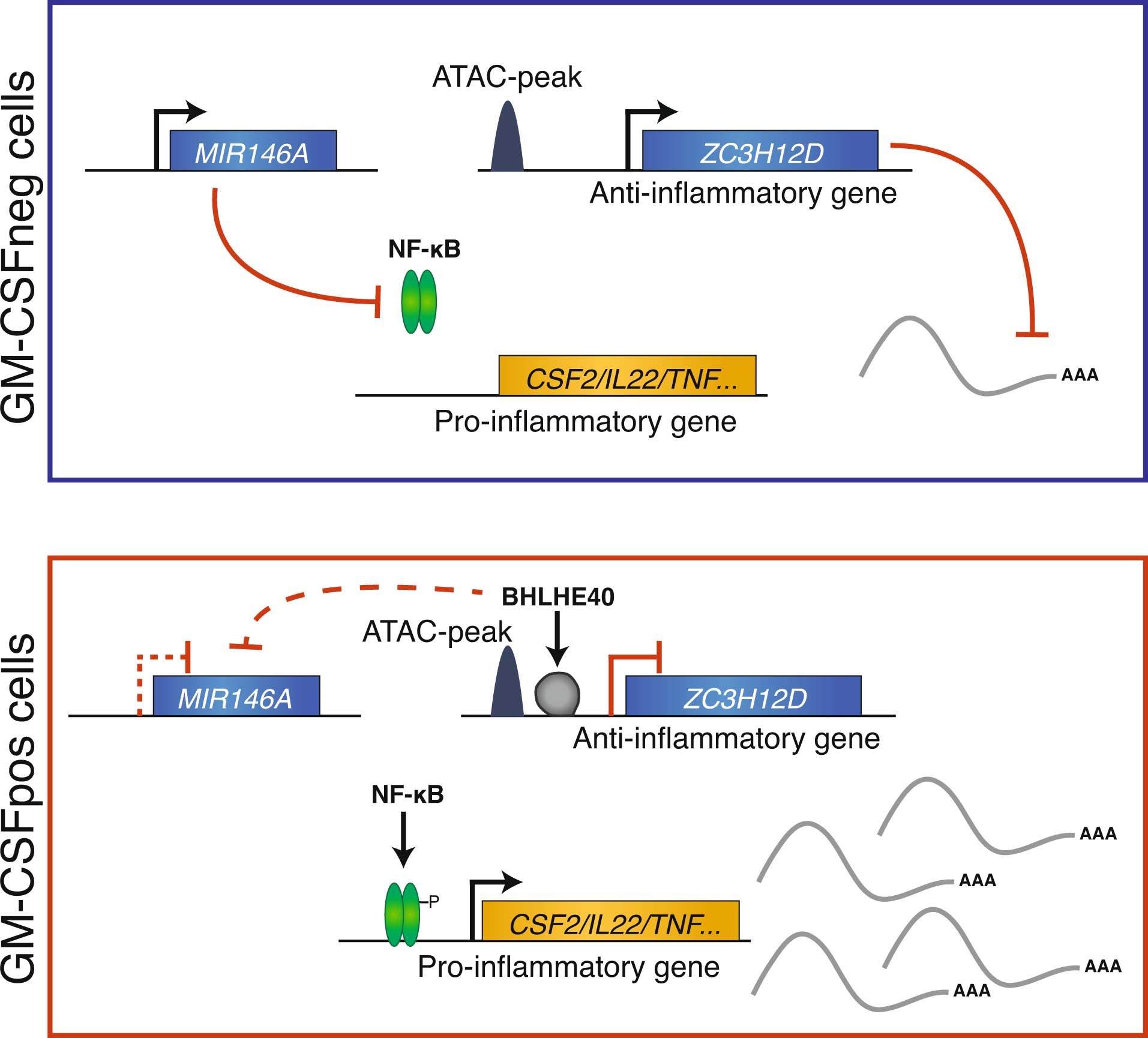 Extended Data Fig. 8: Schematic diagram describing the regulatory module identified in this study.