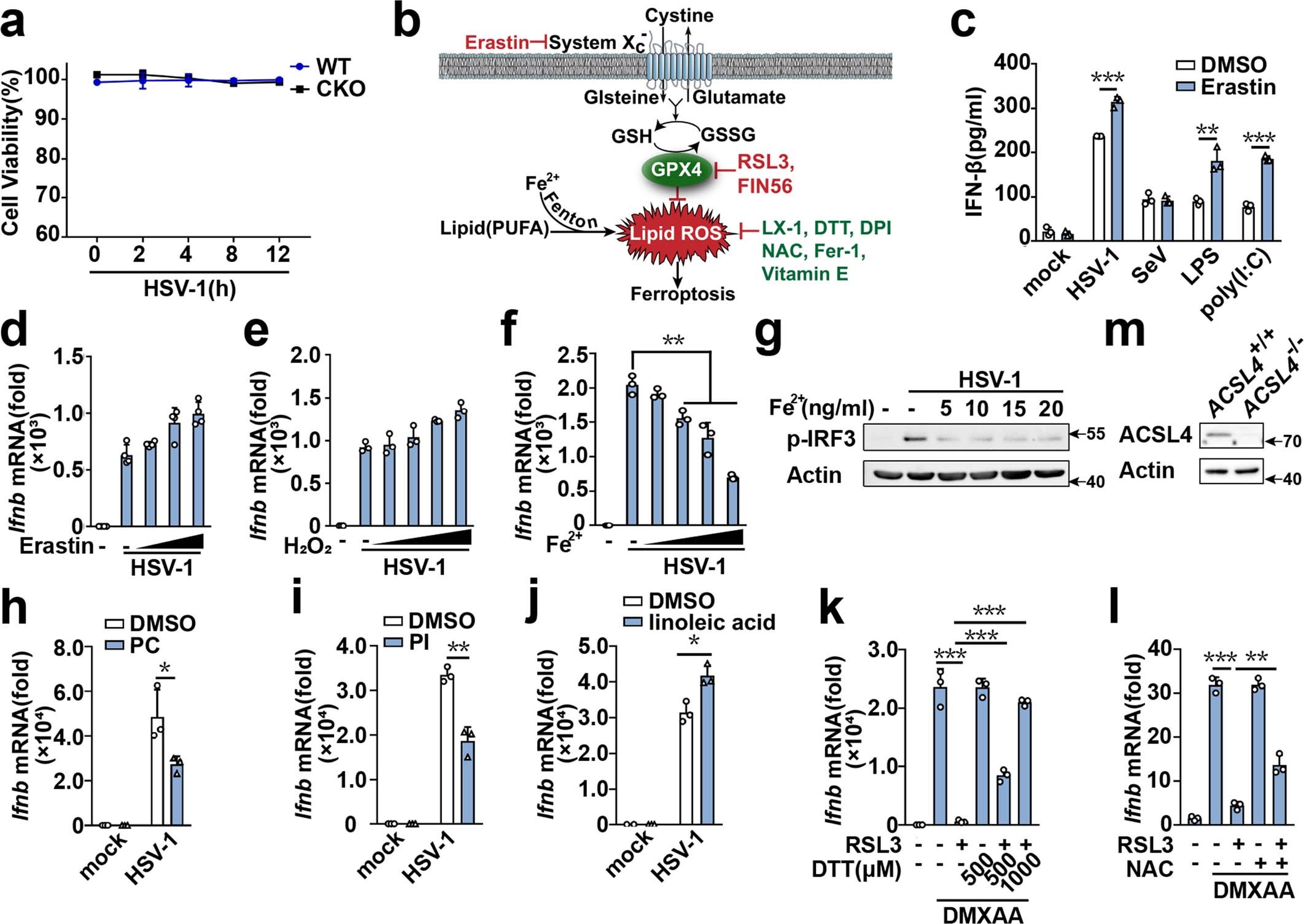 Extended Data Fig. 4: Ferrous ions, but not rastin and hydrogen peroxide, inhibit HSV-1-induced IFN-β expression.