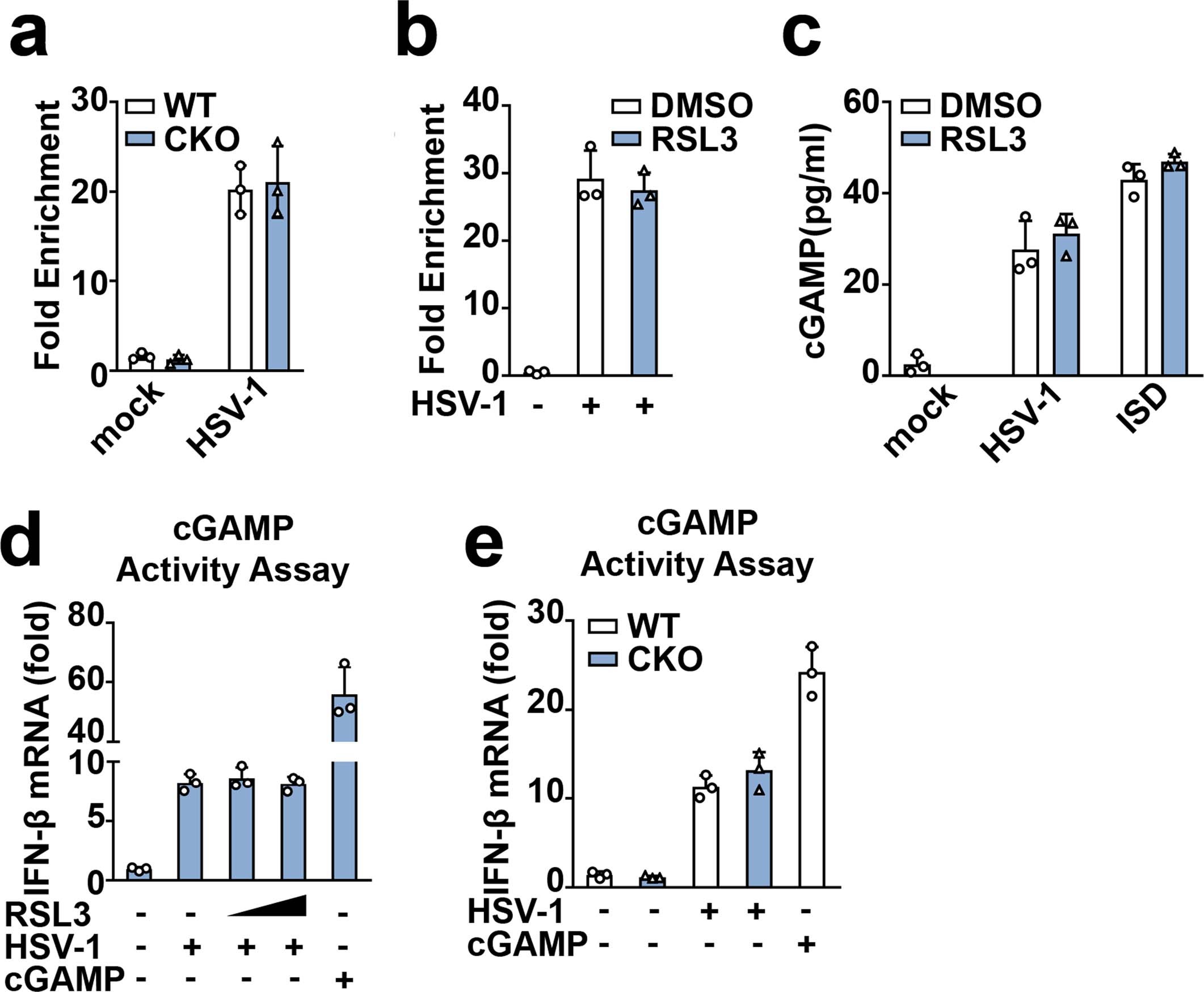 Extended Data Fig. 6: GPX4 has no effect on cGAS activity.