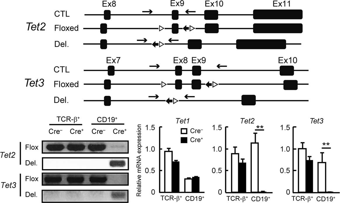 Extended Data Fig. 1: Deletion of Tet genes in B cells.