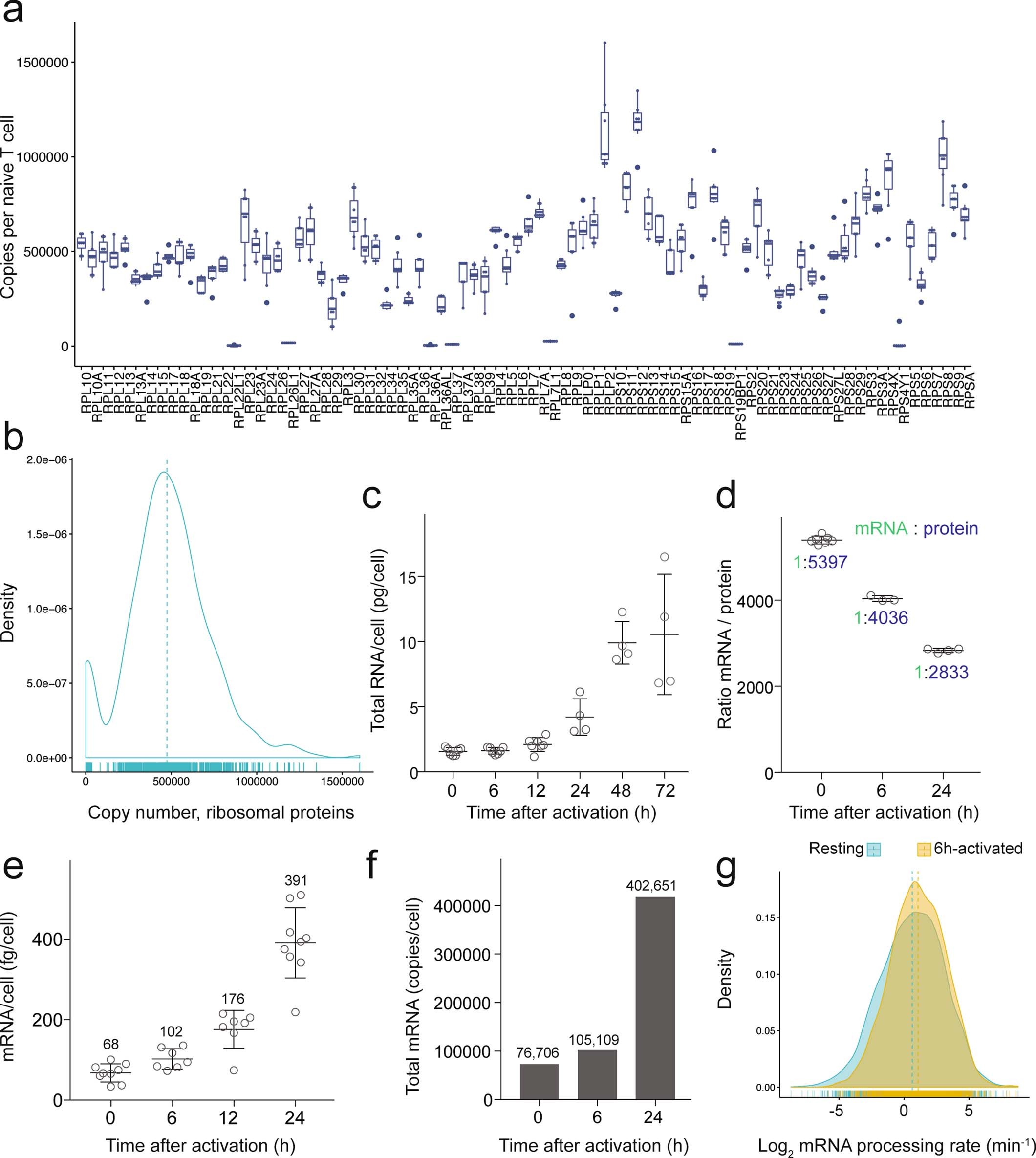 Extended Data Fig. 5: Estimation of the number of ribosomes.