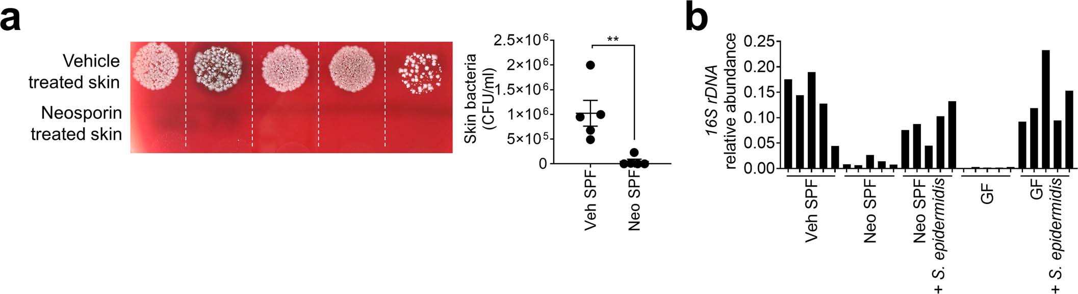 Extended Data Fig. 3: Topical Neosporin ointment treatment efficiently reduces commensal bacteria in murine skin.