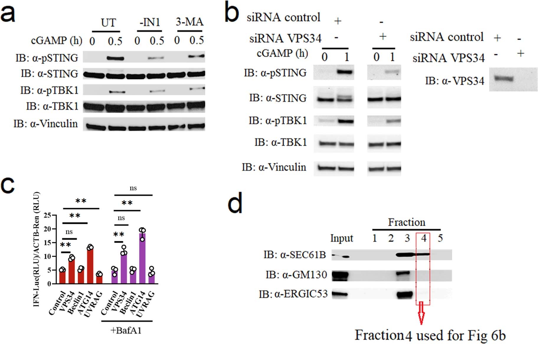 Extended Data Fig. 7: Vps34 Complex I promotes STING activation.