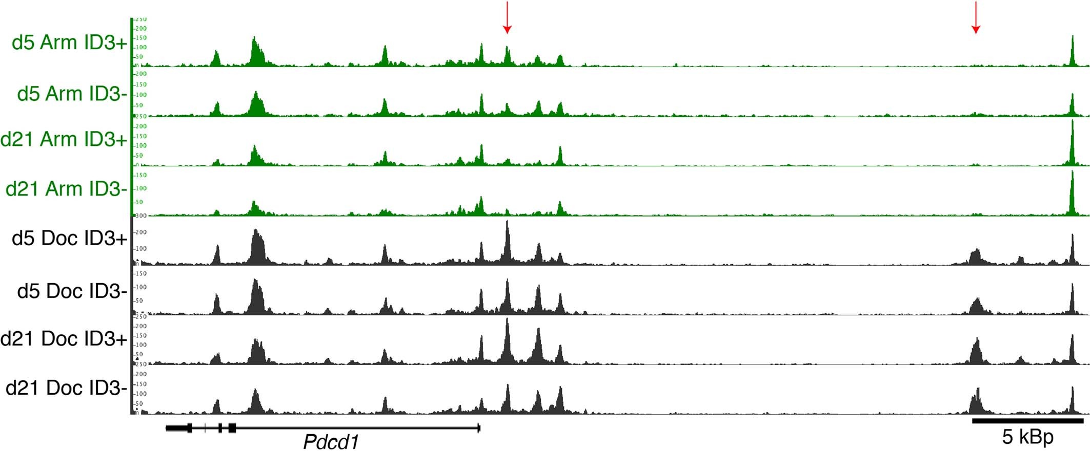 Extended Data Fig. 6: The Pdcd1 gene locus displays early enhanced accessibility in T cells responding to LCMV Docile infection.