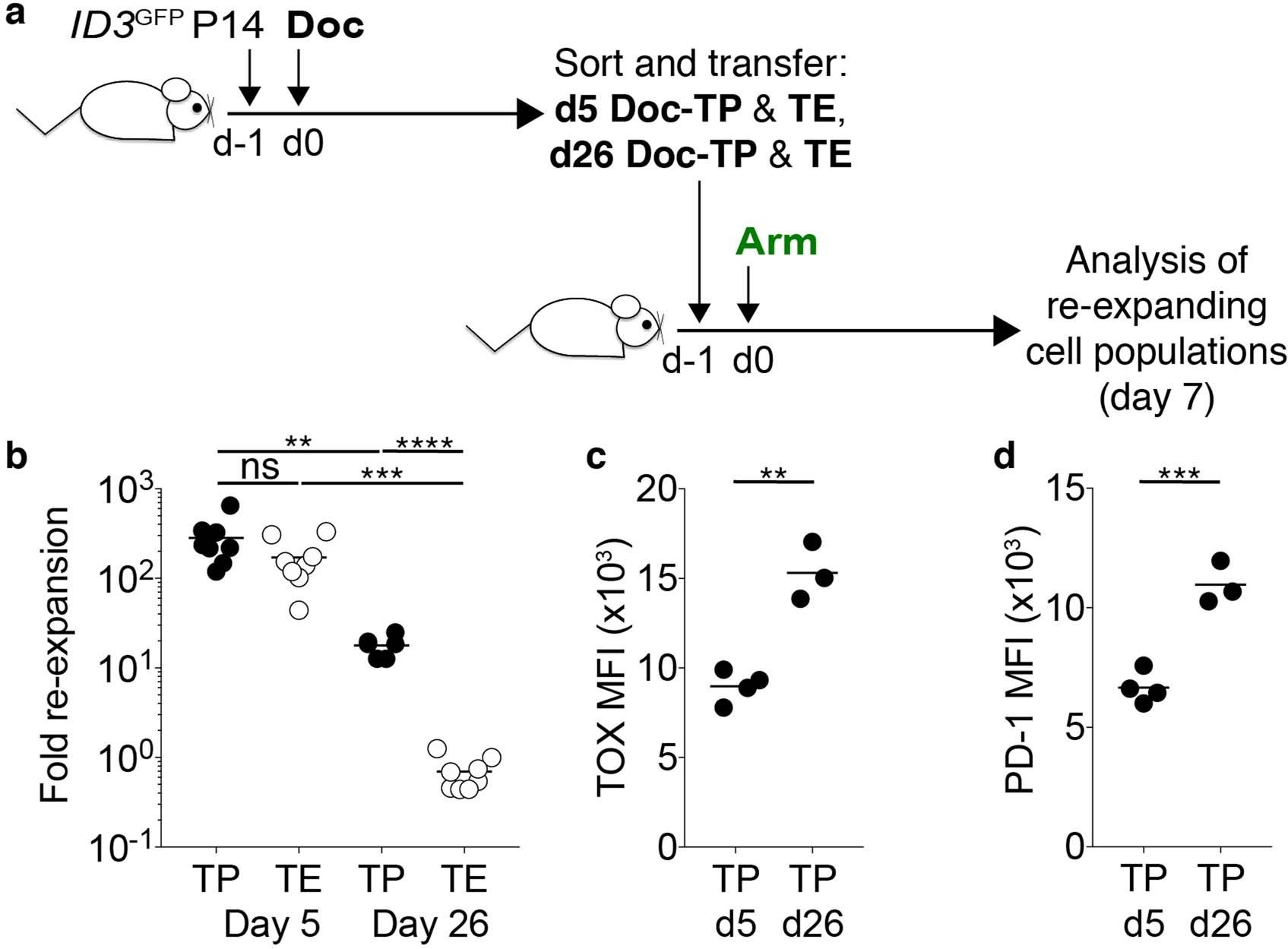 Extended Data Fig. 8: Late precursor T cells retain higher levels of TOX and PD-1 after expansion in acute infection.