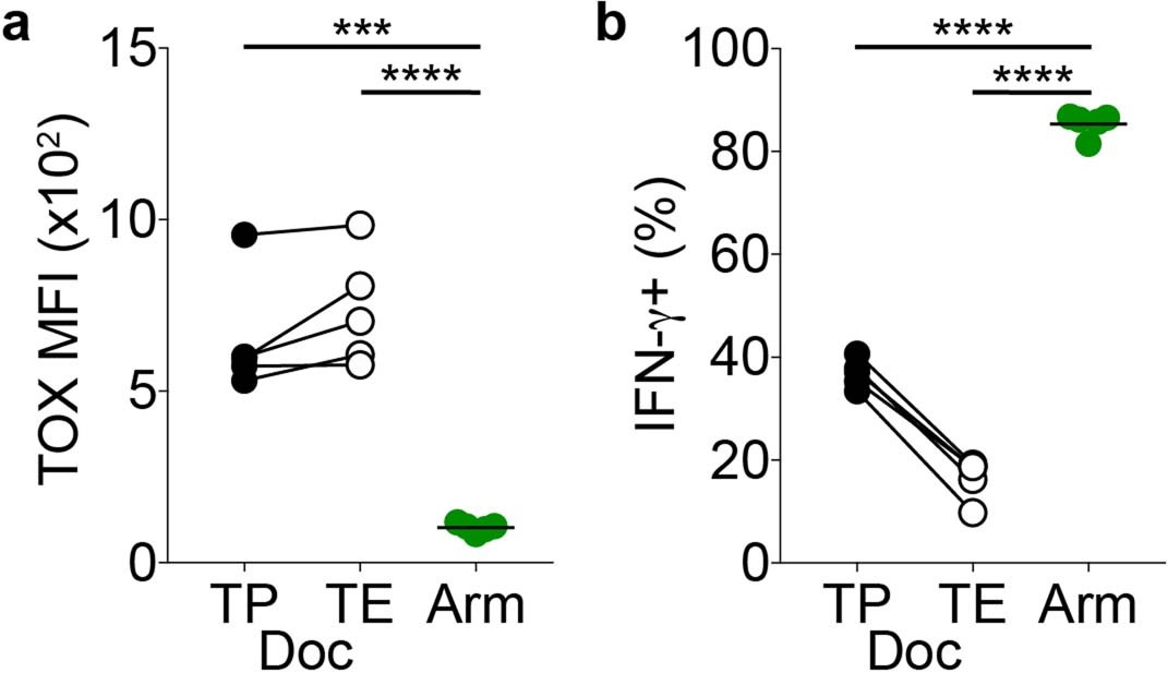 Extended Data Fig. 2: Memory T cells in acutely-resolved infection express low levels of TOX and high amounts of IFN-γ.
