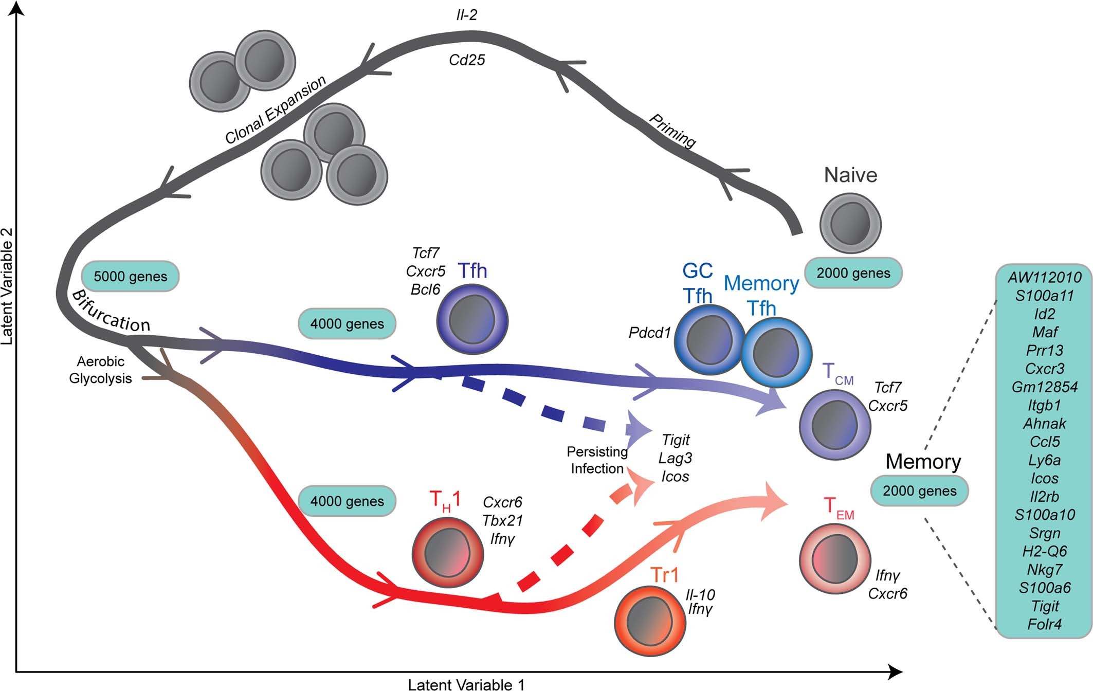 Extended Data Fig. 10: A conceptual view for development of memory CD4+ T cells during malaria.