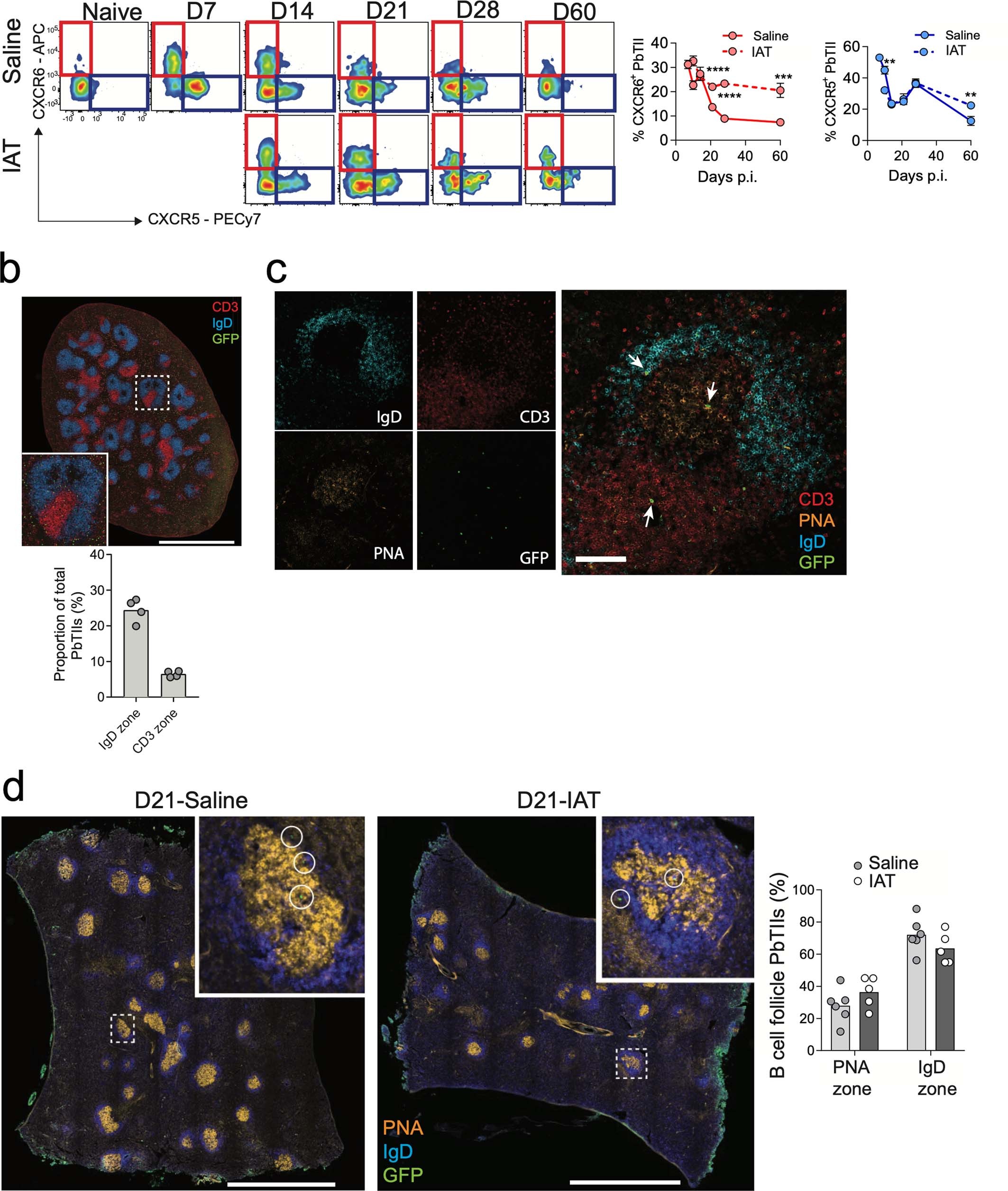 Extended Data Fig. 1: PbTII cells localise to T cell zones, B cell follicles and GCs during infection.