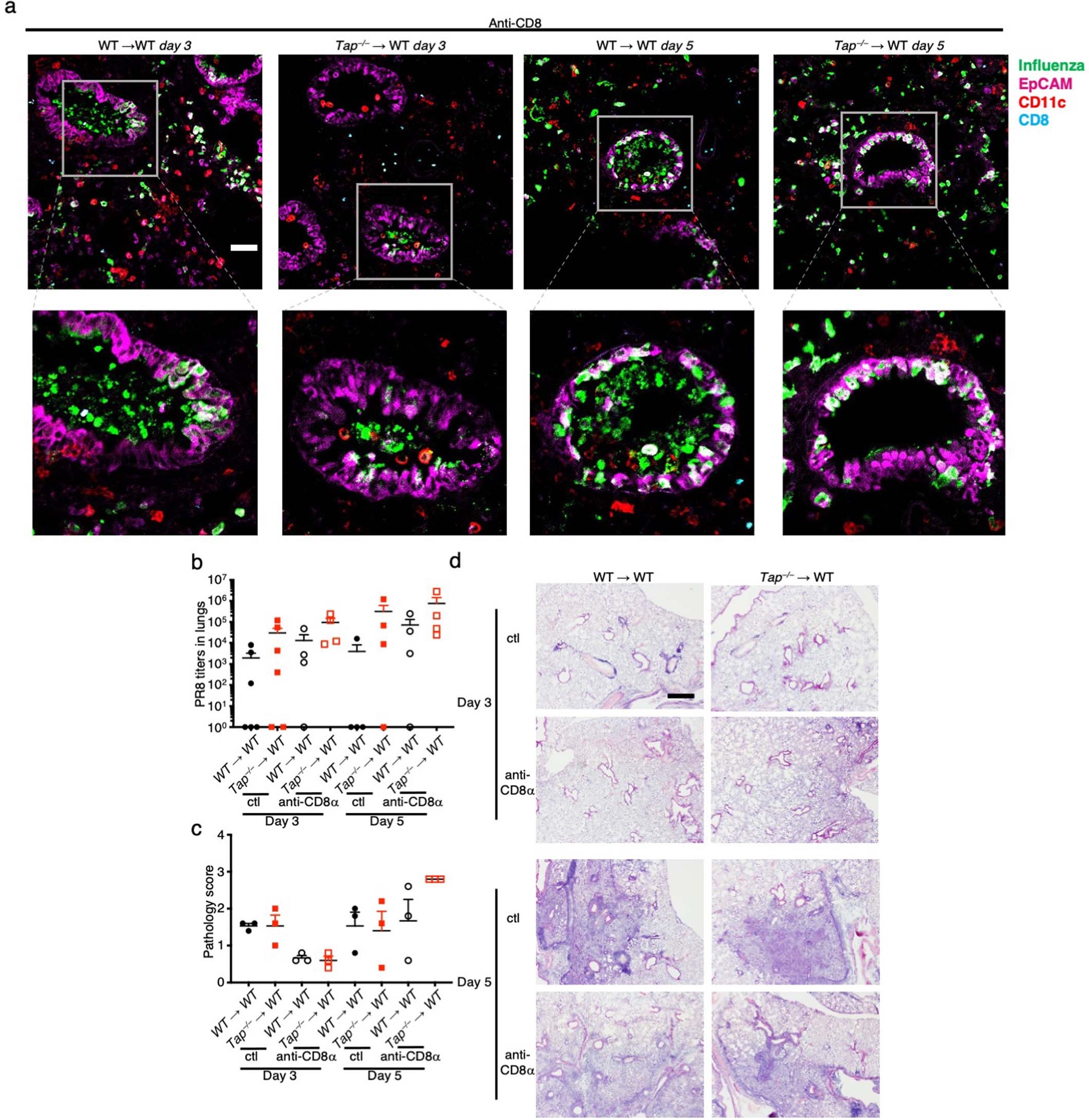 Extended Data Fig. 6: CD8 T cells mediate protection of Tap⎯/⎯ chimeric mice against lethal challenge with influenza A virus.