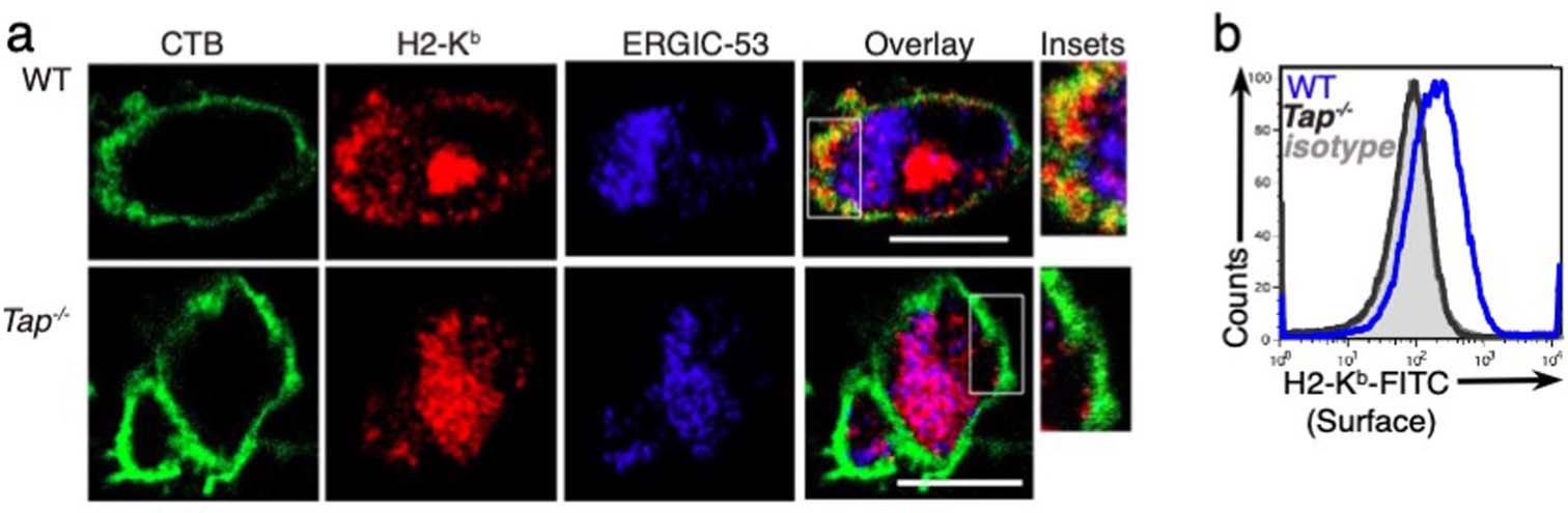 Extended Data Fig. 1: Steady state residual expression of MHC-I at the plasma membrane of Tap–/– DC.