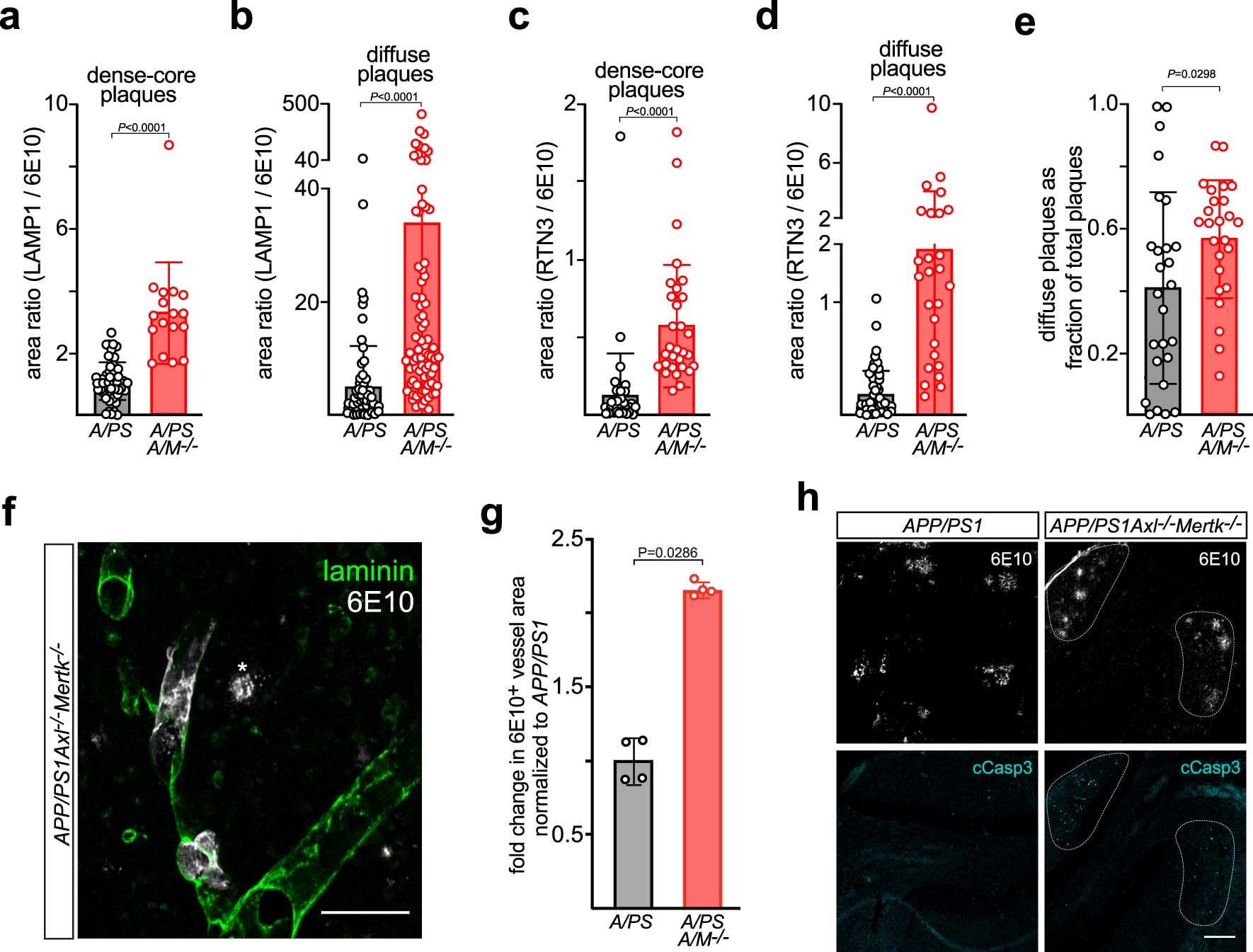 Extended Data Fig. 6: Accumulation of LAMP1+ dystrophic membrane and apoptotic cell debris in the APP/PS1Axl−/−Mertk−/− brain.