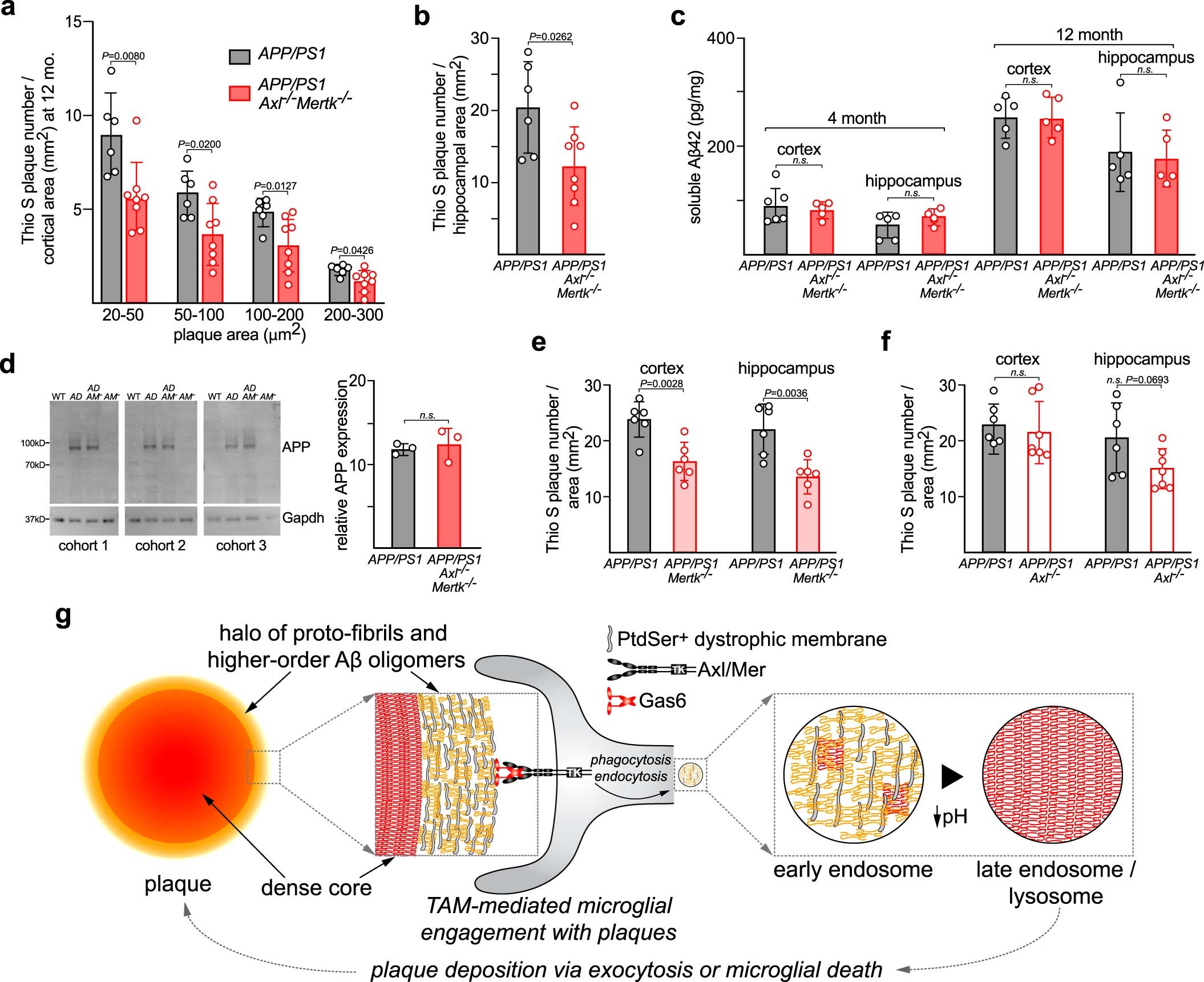Extended Data Fig. 7: TAM (Mer) signaling promotes dense-core Aβ plaque accumulation with functional consequences.