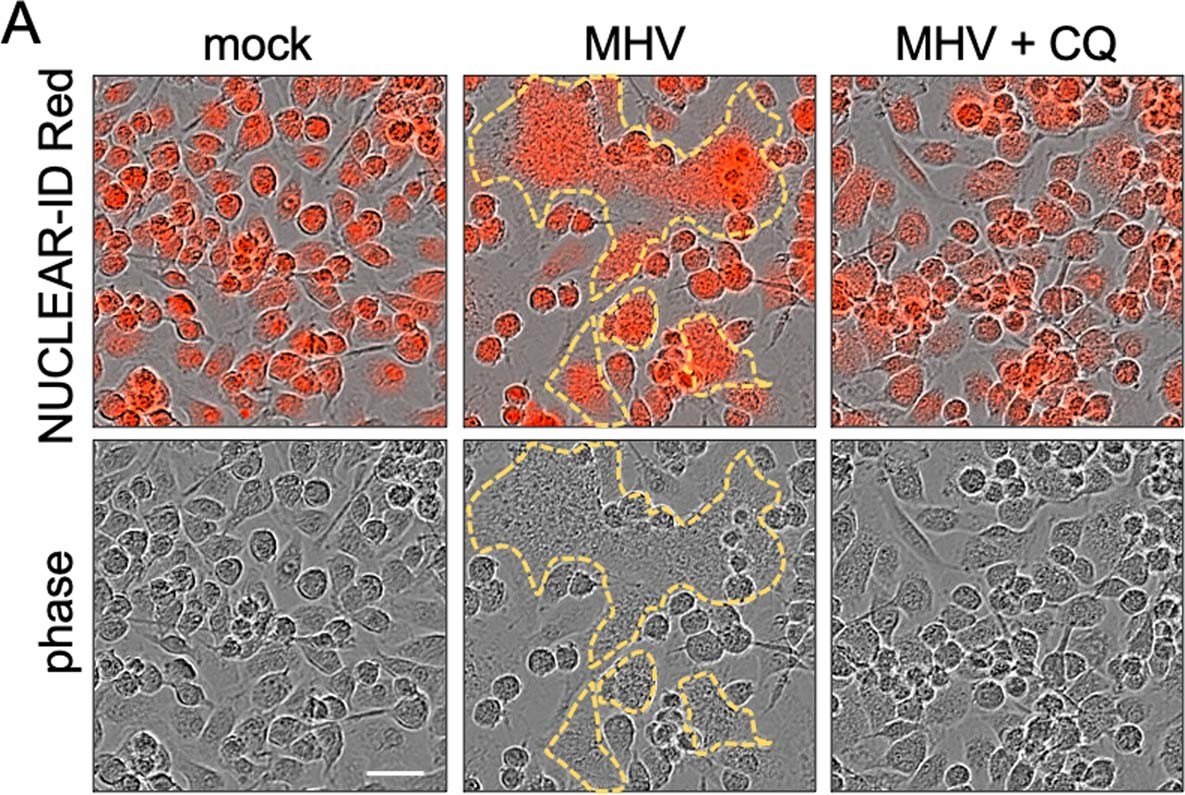Extended Data Fig. 5: Chloroquine can inhibit MHV-induced cell fusion.